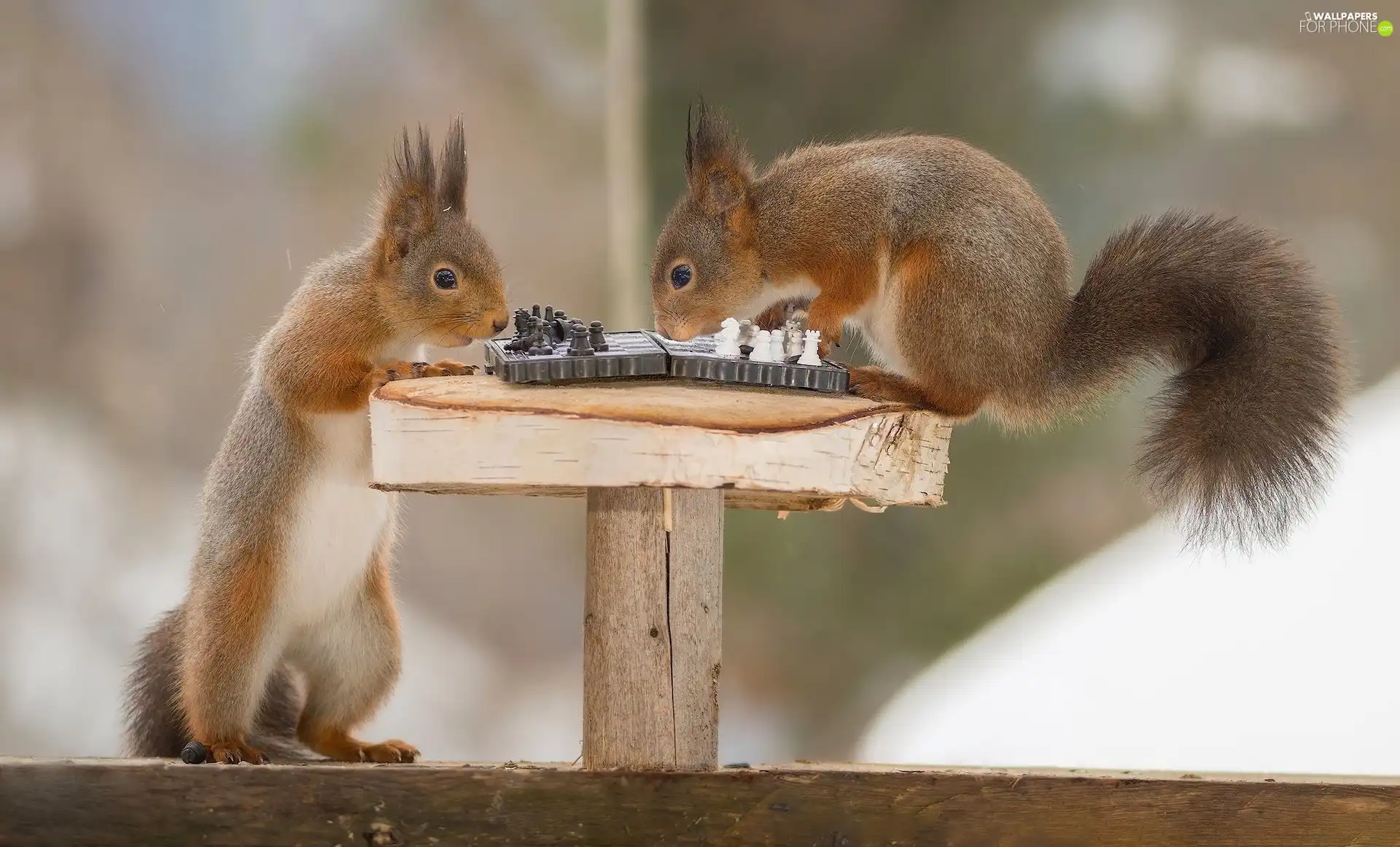 squirrels, chess