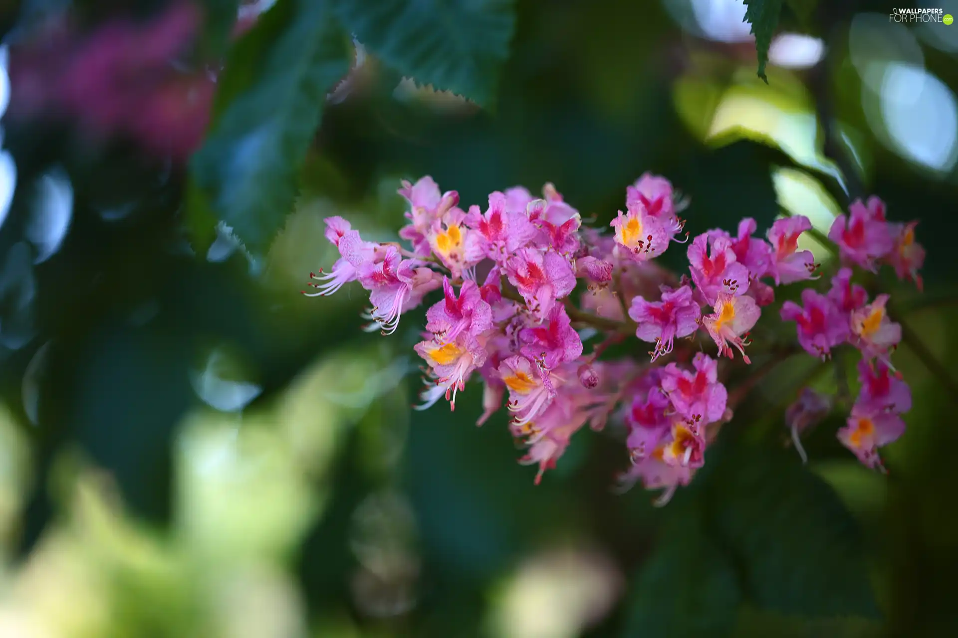 chestnut, Pink, Flowers
