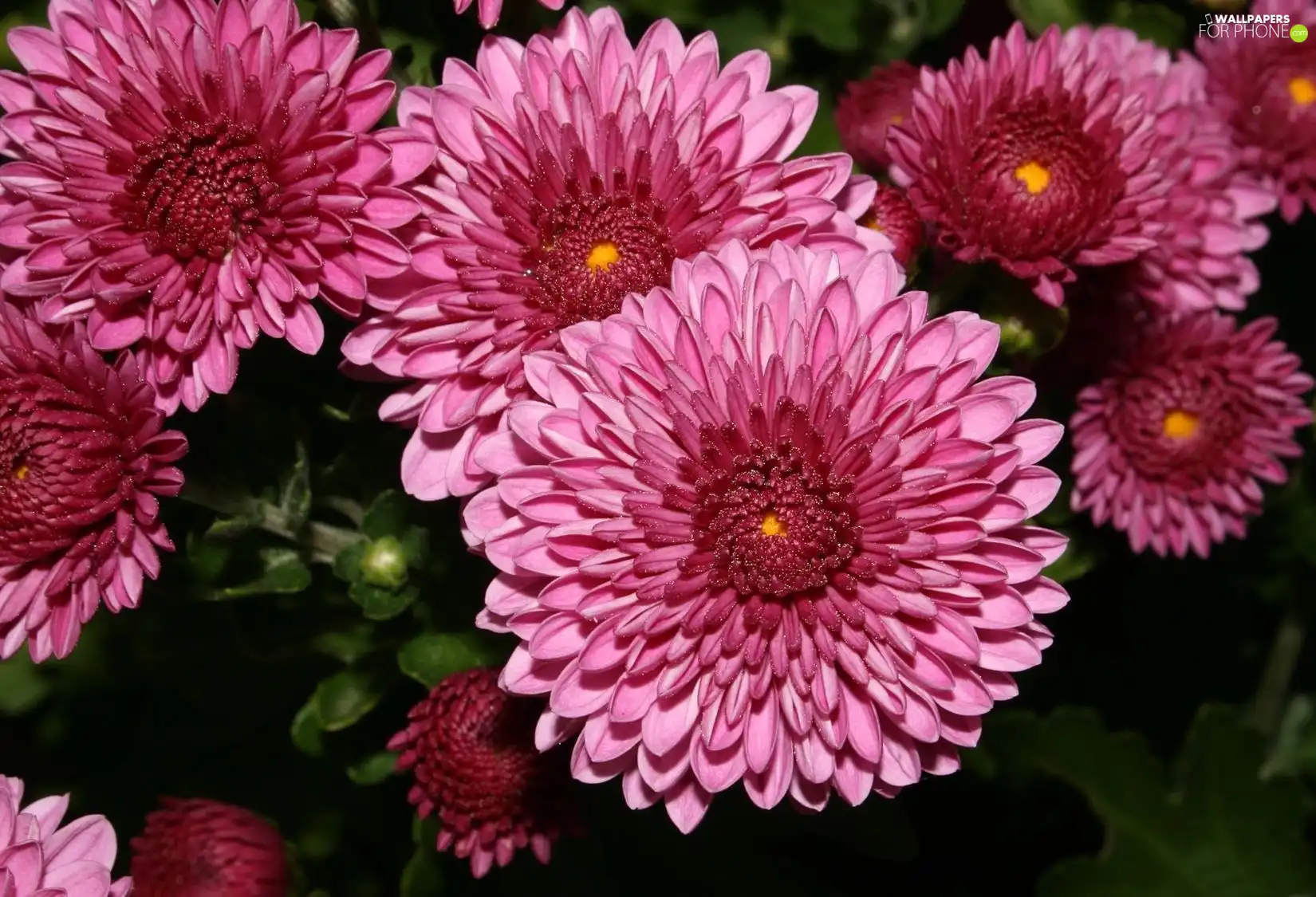 Pink, chrysanthemum