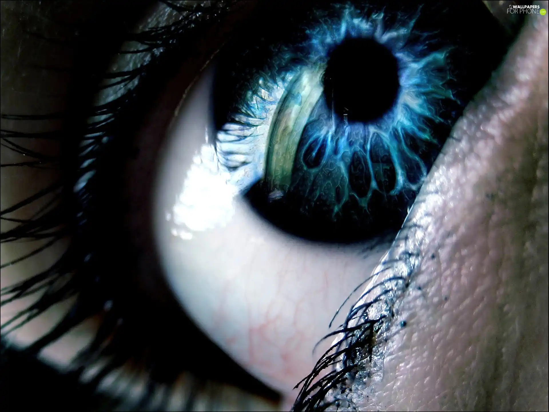 eye, pupils, cilia, iris