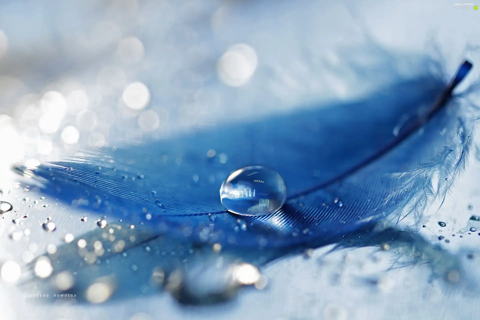 Blue, drops, Close, feather