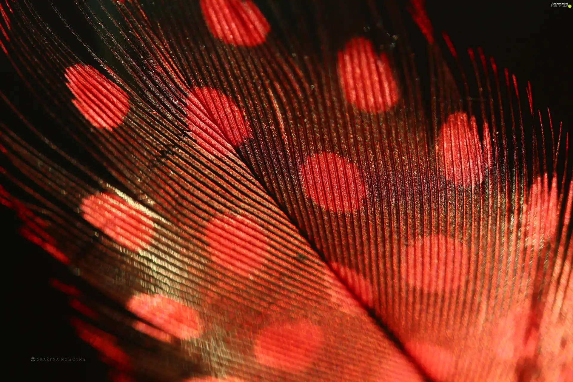 Close, Red, feather