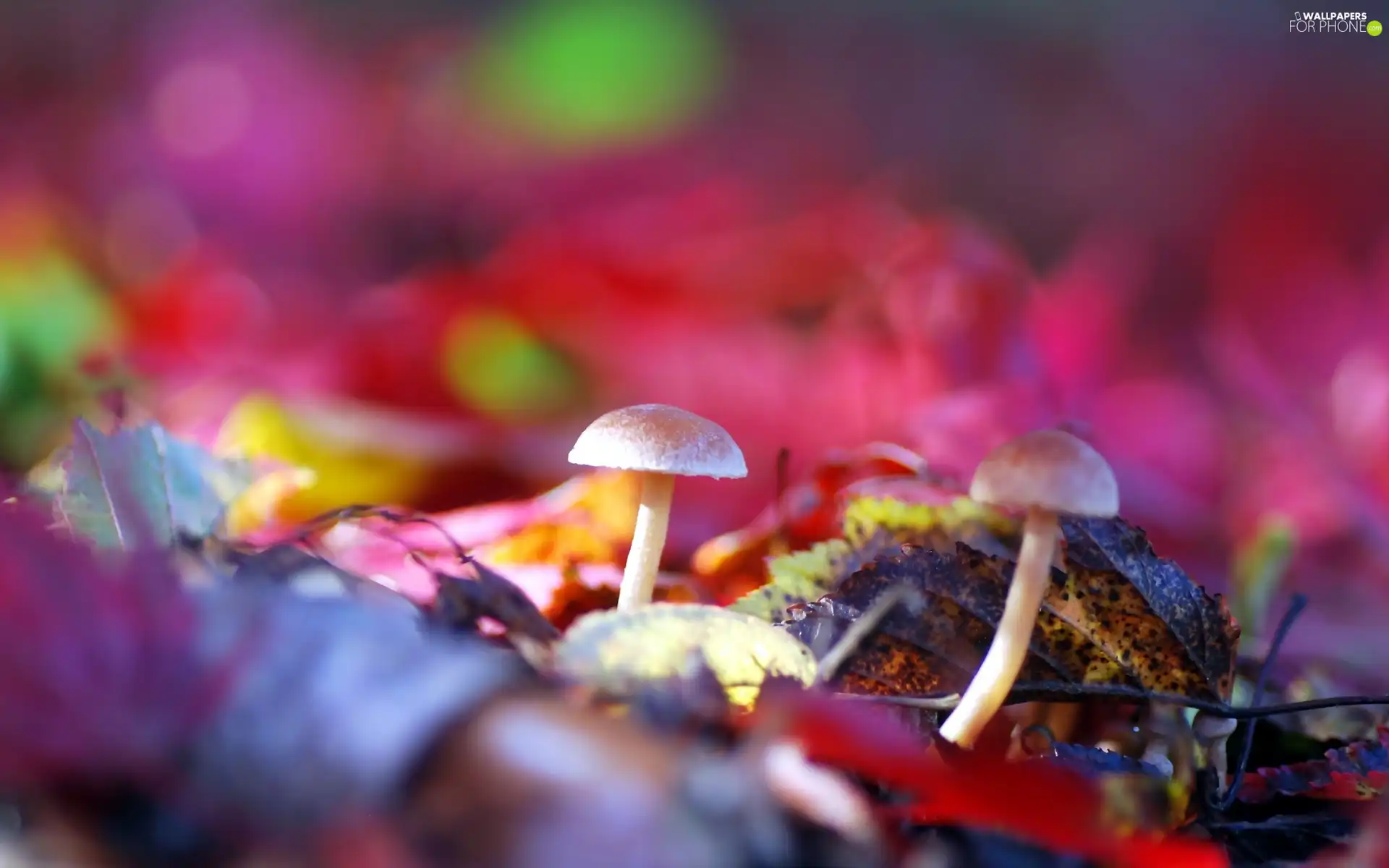 mushroom, Leaf, Close, colors