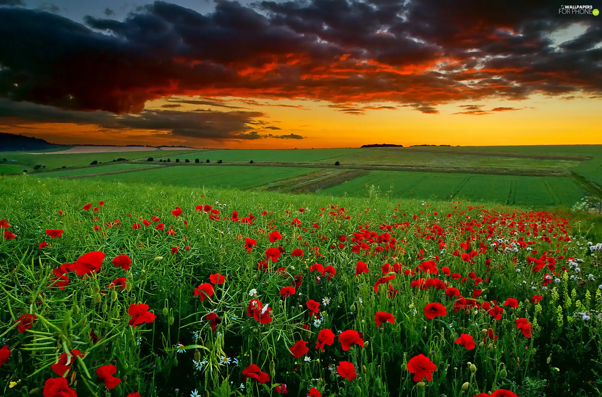 field, papavers, clouds, Red
