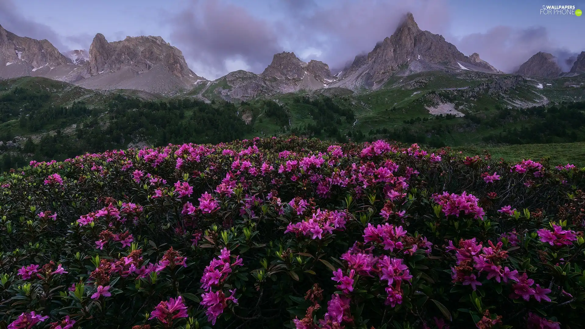 viewes, Mountains, Rhododendron, clouds, Flowers, trees