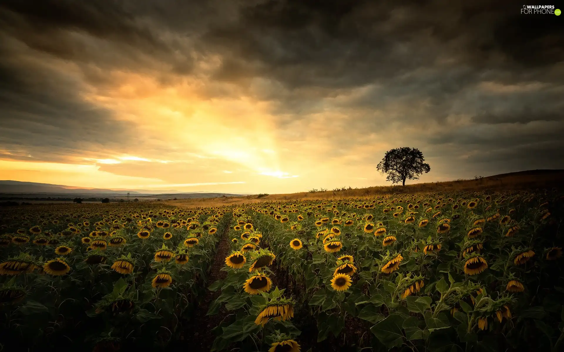 trees, Great Sunsets, Nice sunflowers, clouds, Field