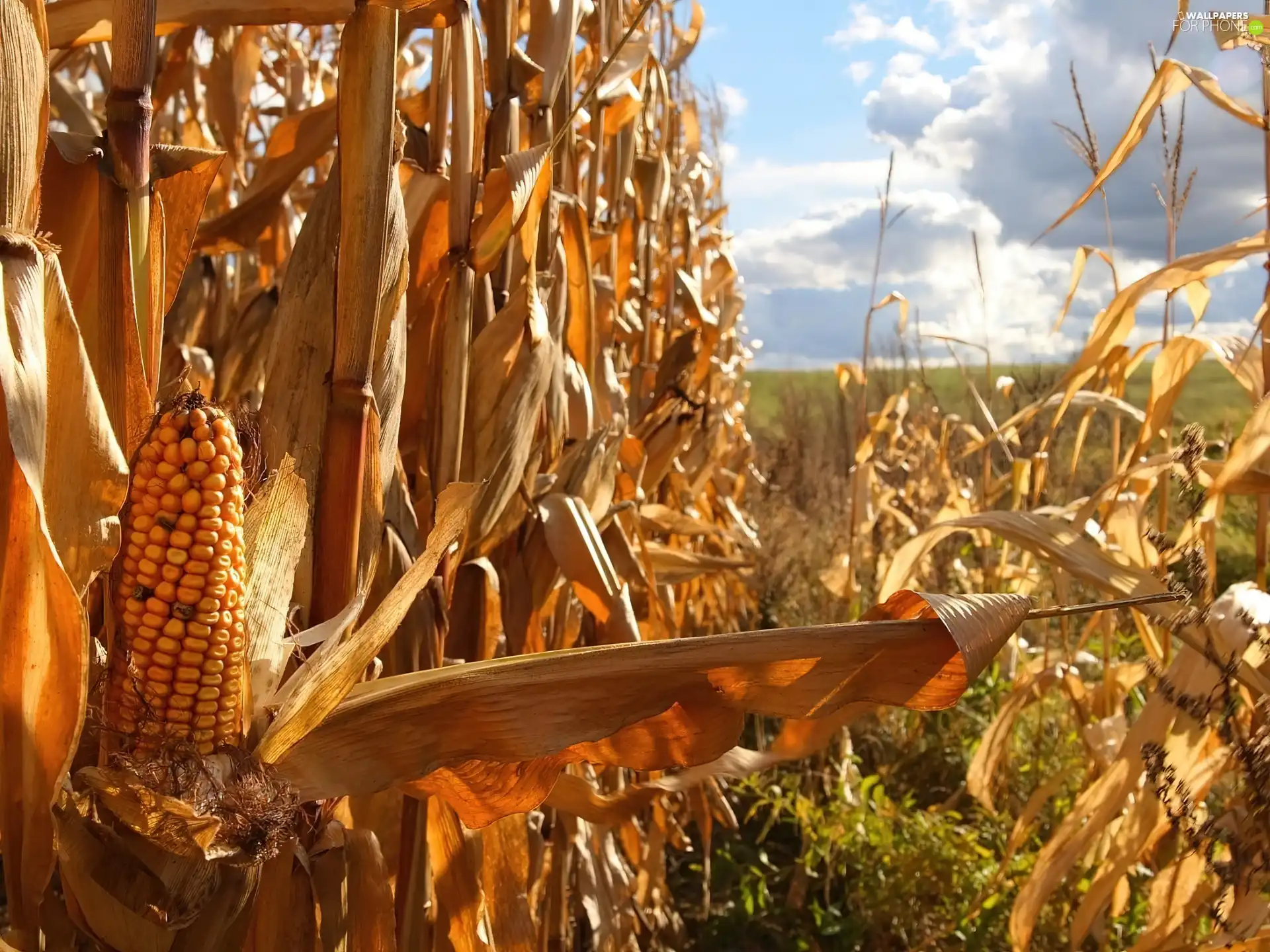 Field, corn-cob