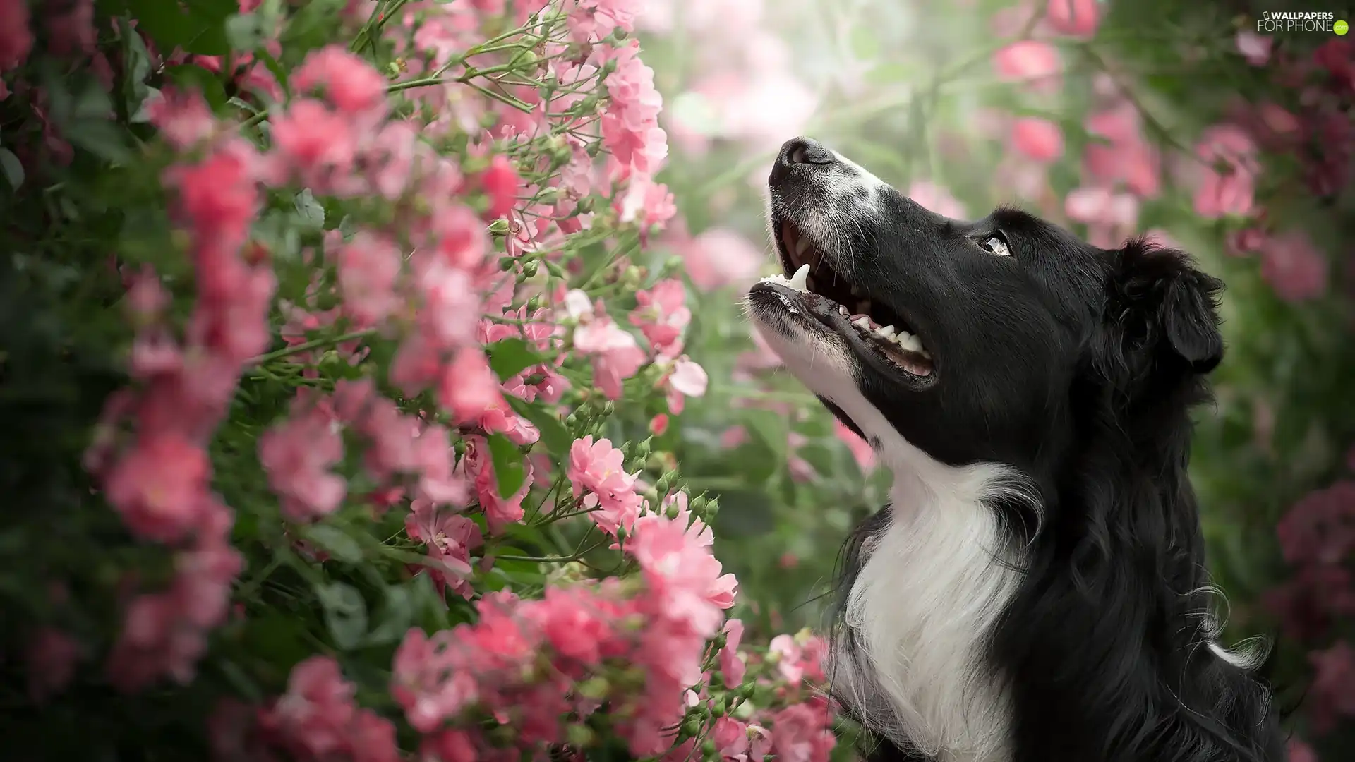 Pink, Flowers, Border Collie, Bush, dog
