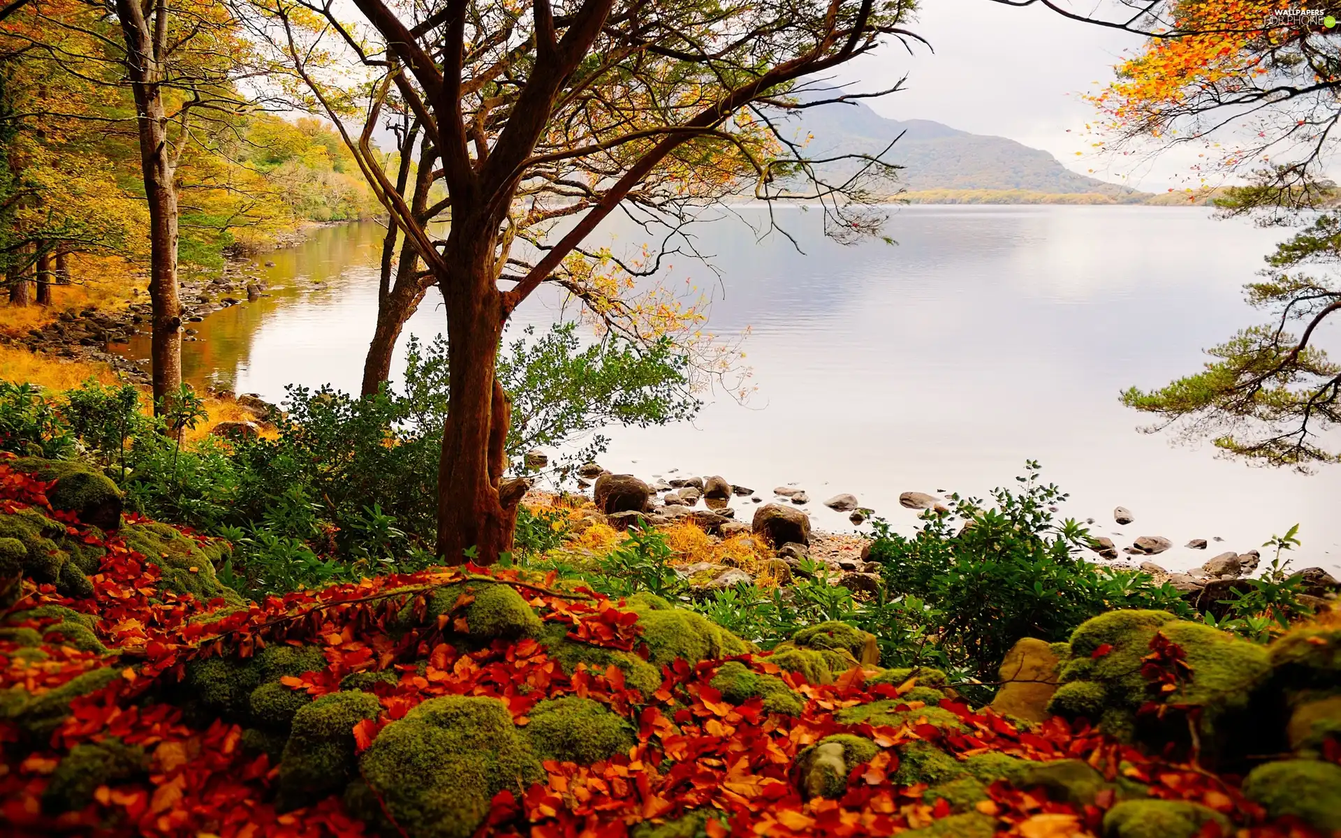 Stones, Mountains, Leaf, woods, River, color, autumn