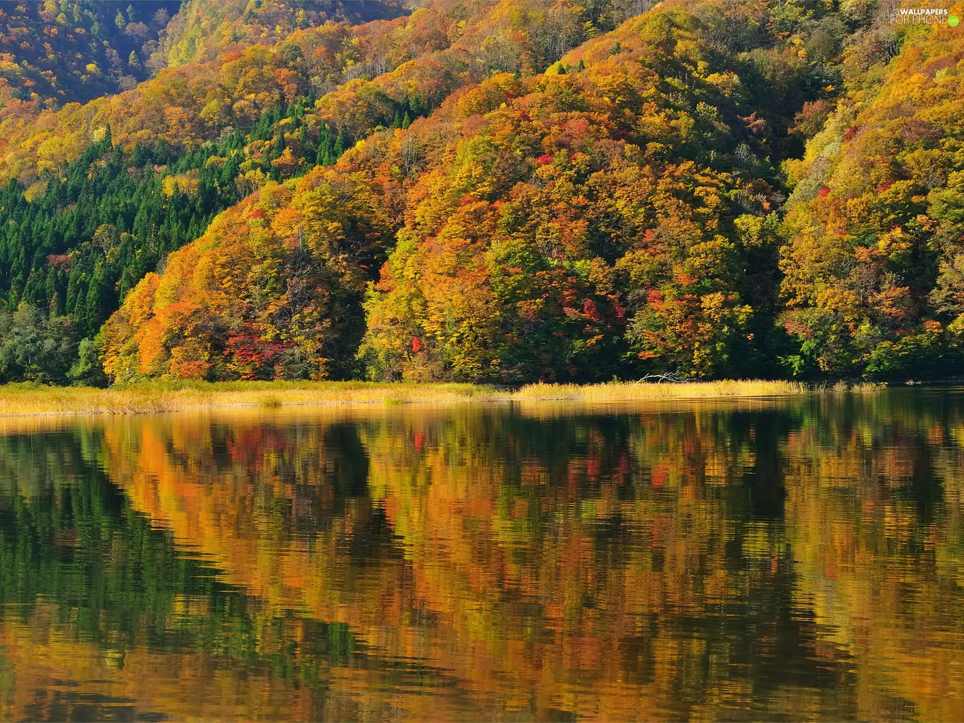 color, Leaf, forest, water, autumn