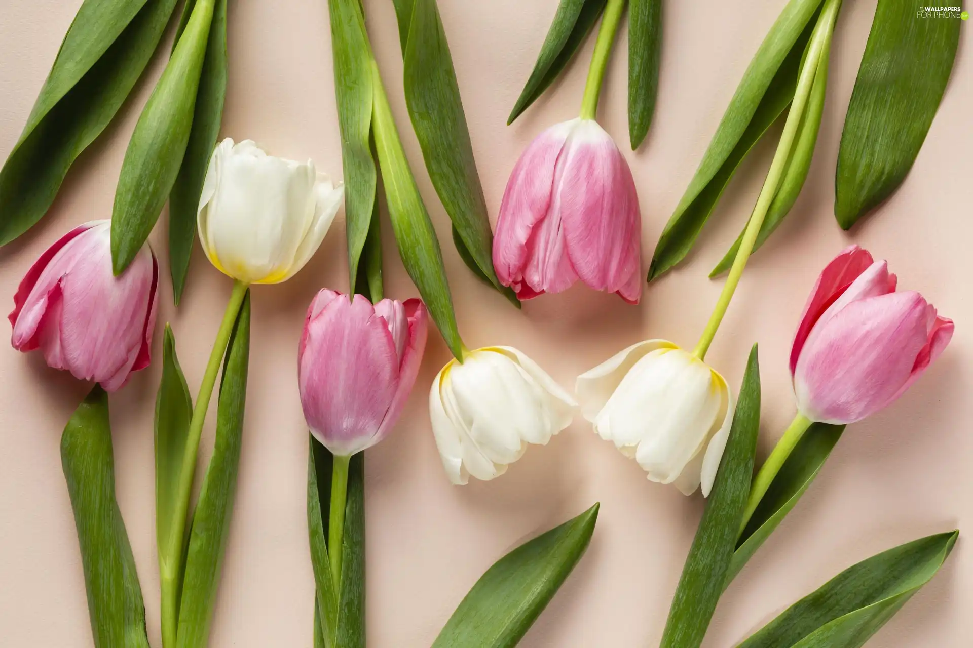 Tulips, Spring, Pink, color, Flowers, Leaf, background