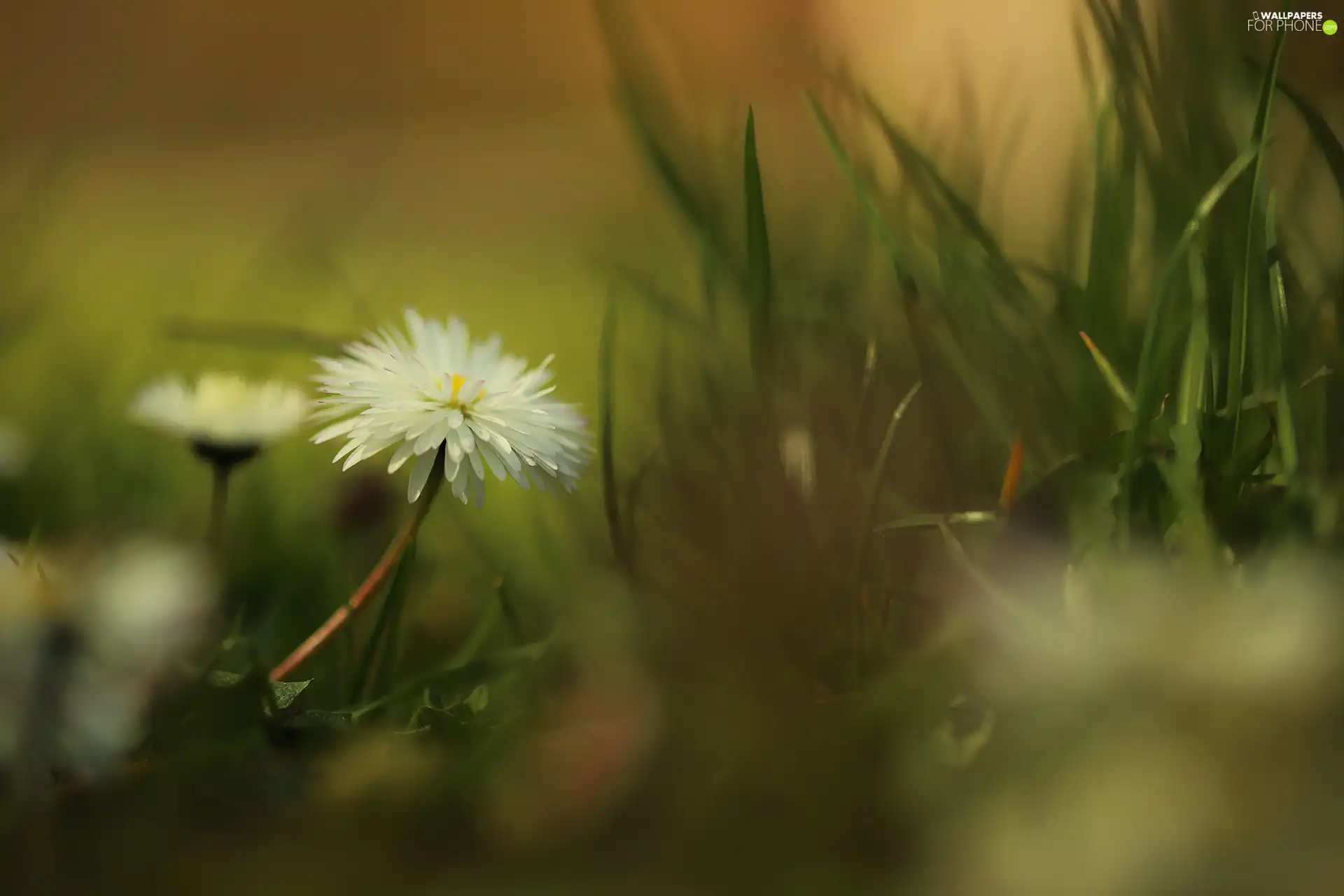 rapprochement, grass, White, Colourfull Flowers, daisy