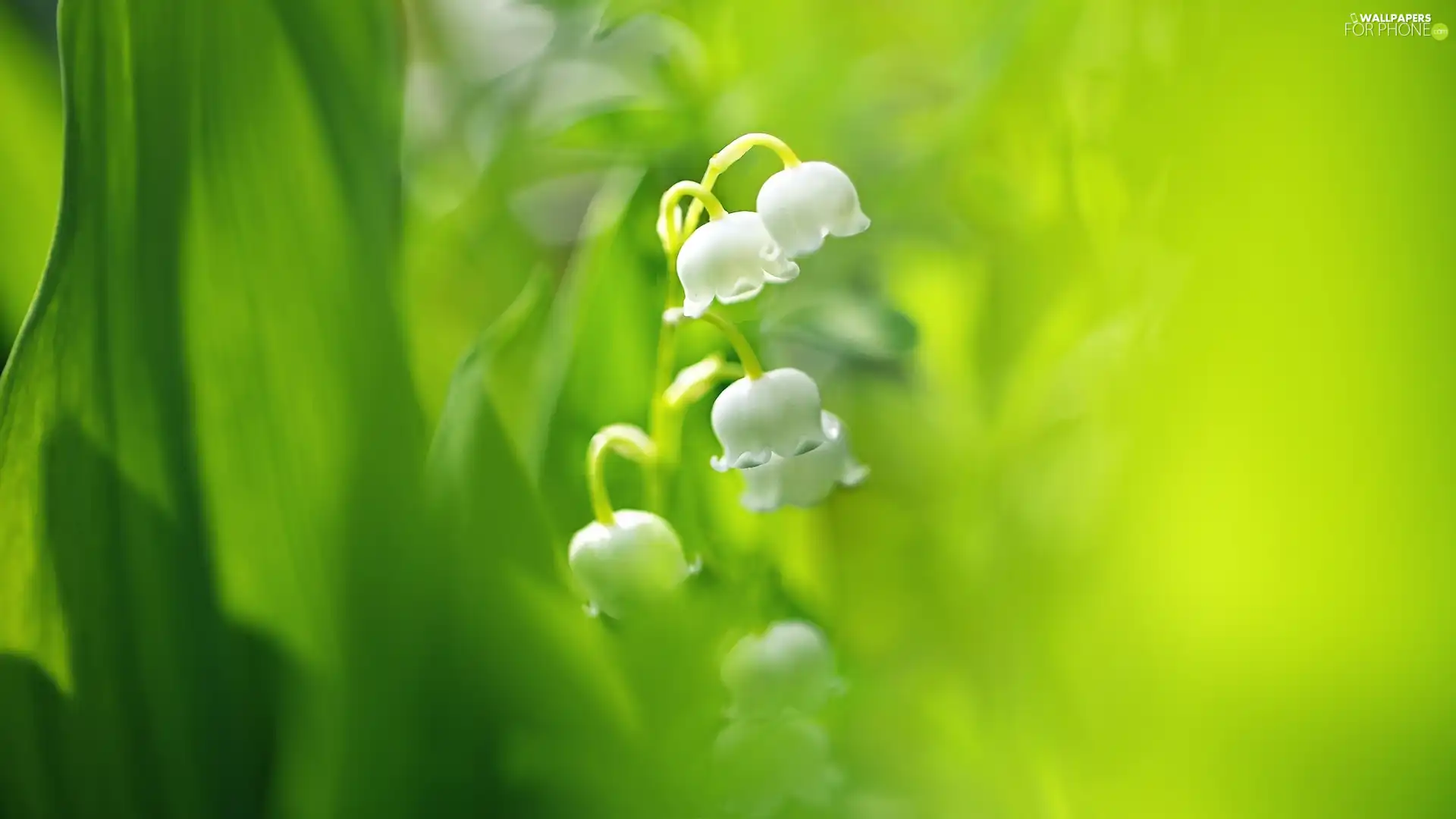 Colourfull Flowers, Leaf, Green Background, lily of the Valley