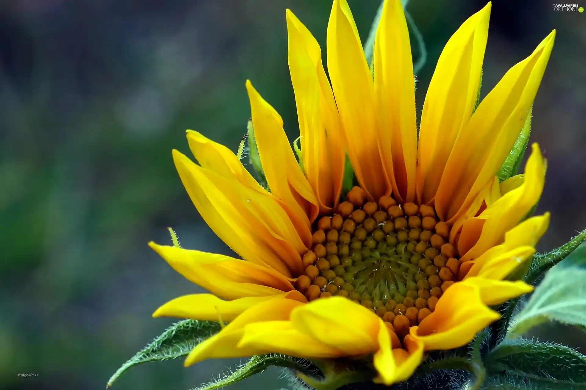 Colourfull Flowers, Sunflower