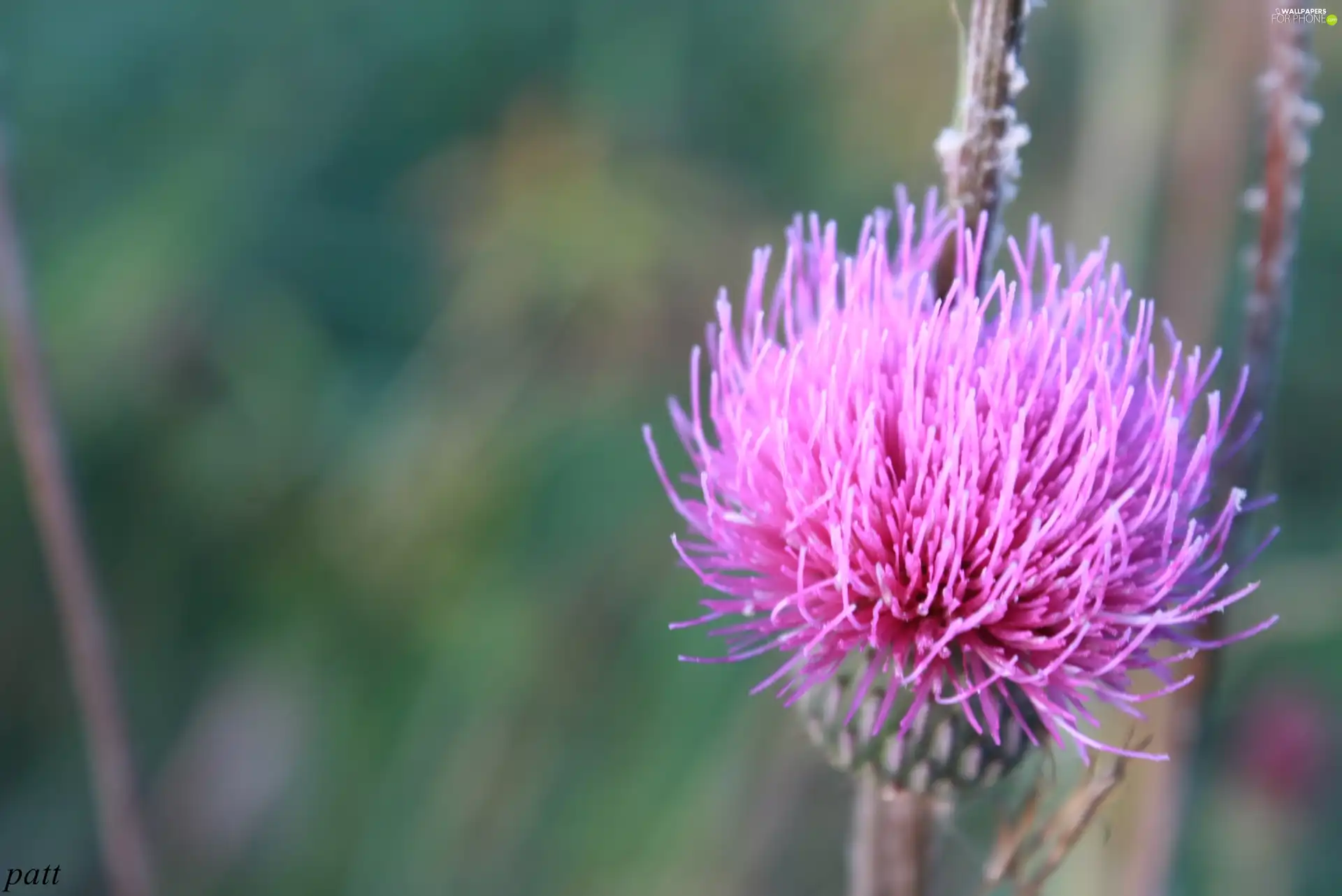 teasel, Pink, Colourfull Flowers