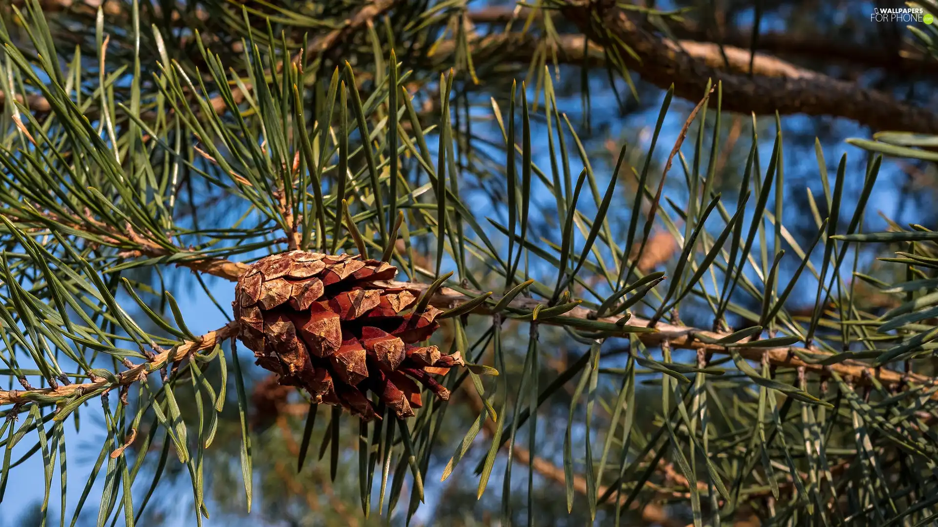 cone, twig, pine