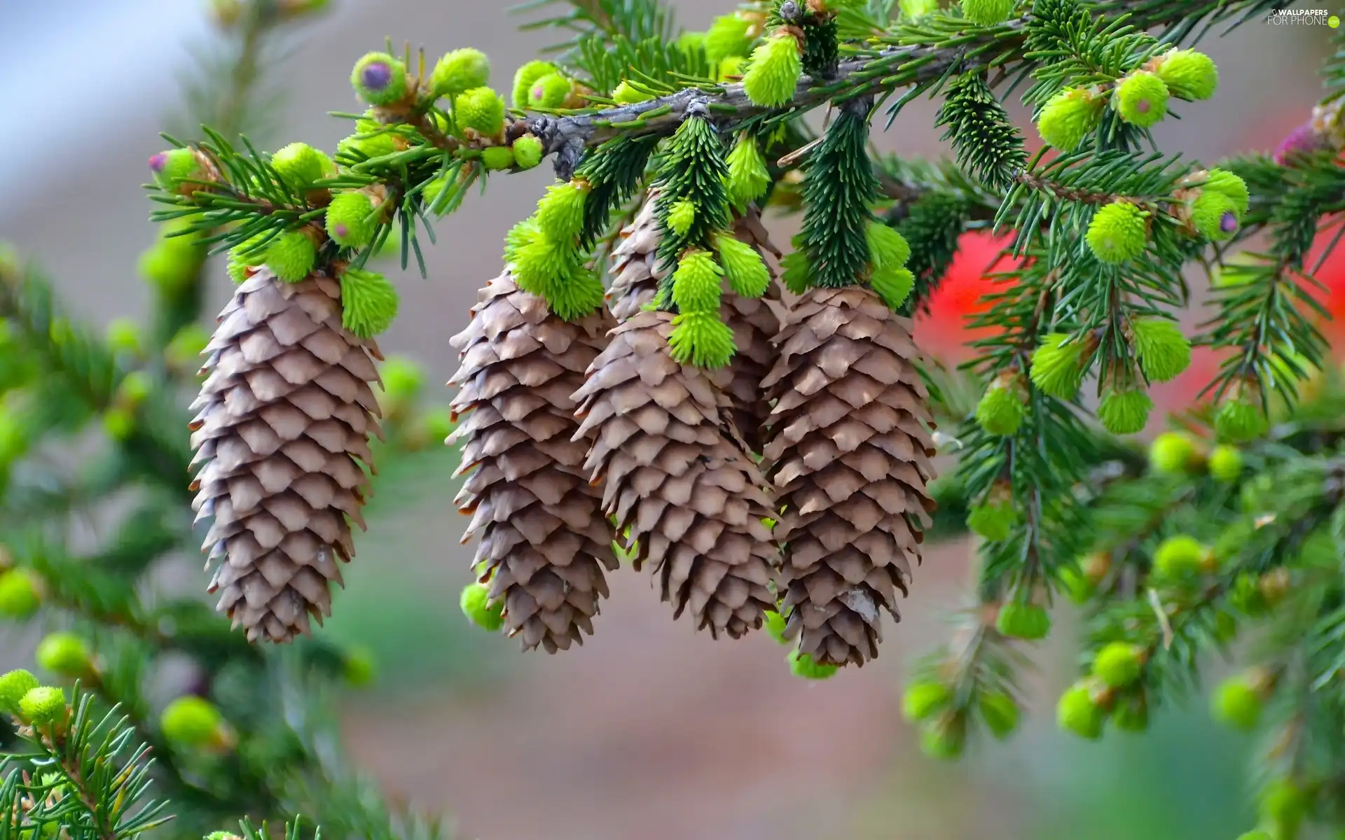 cones, spruce, twig