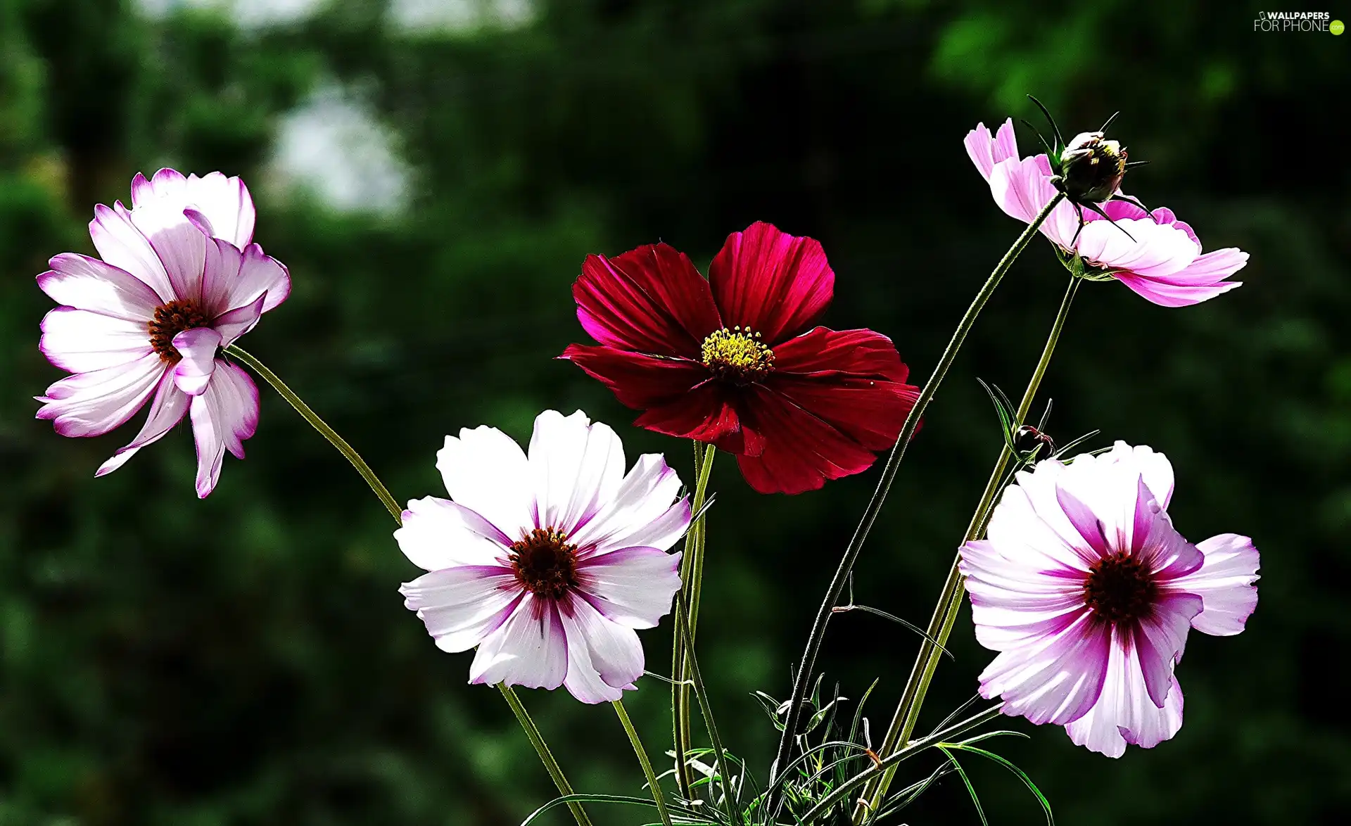 Cosmos, color, Flowers
