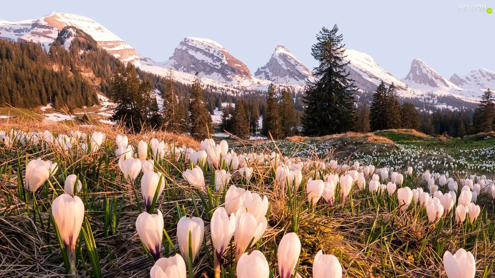 trees, Snowy, White, crocuses, viewes, Mountains