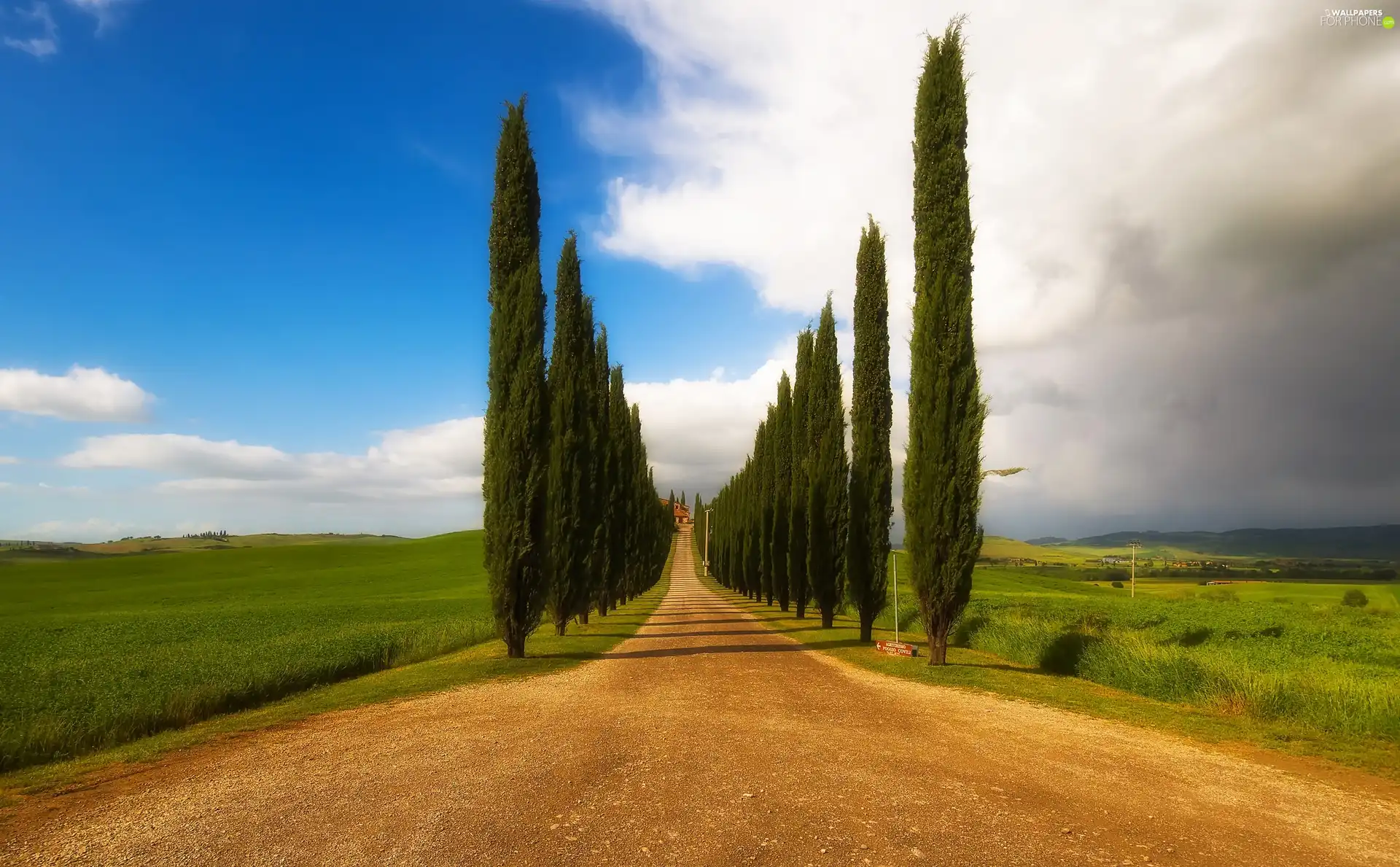Way, viewes, cypresses, trees
