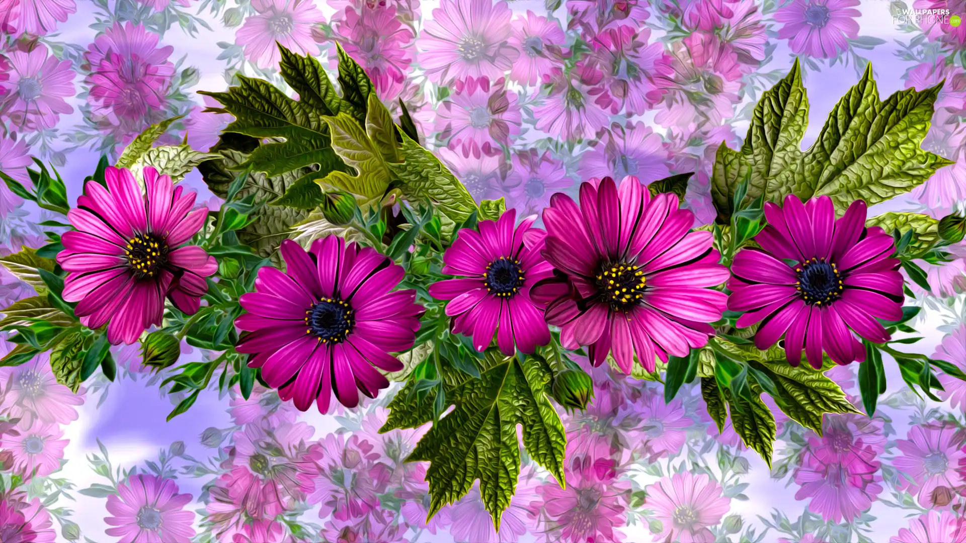 graphics, Flowers, African Daisy