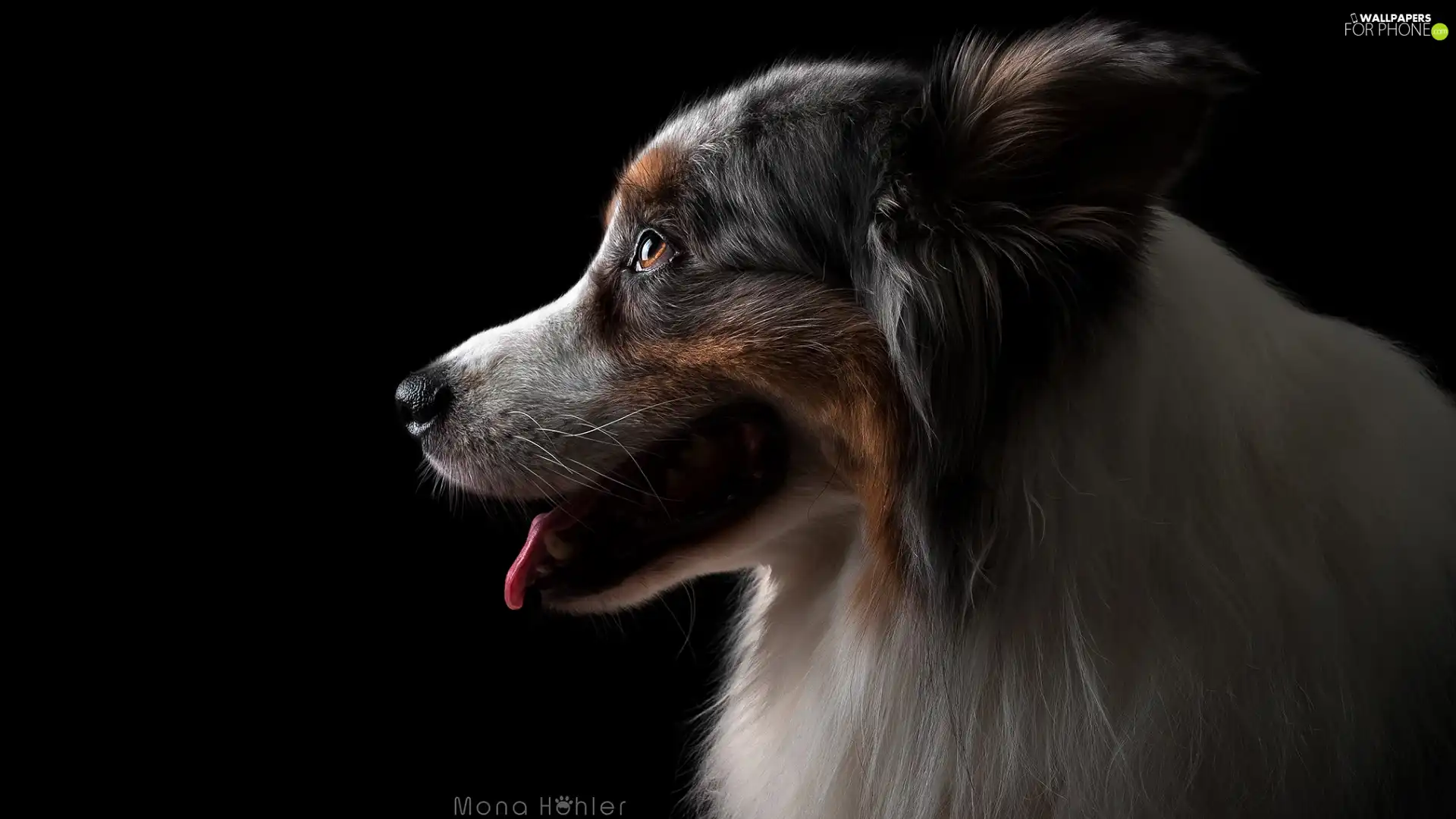 dog, Australian Shepherd, Dark Background, profile