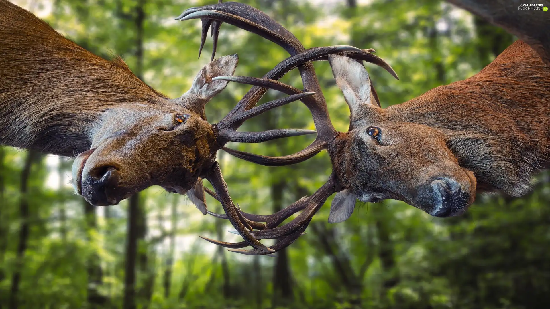 fighting, horns, forest, Deer