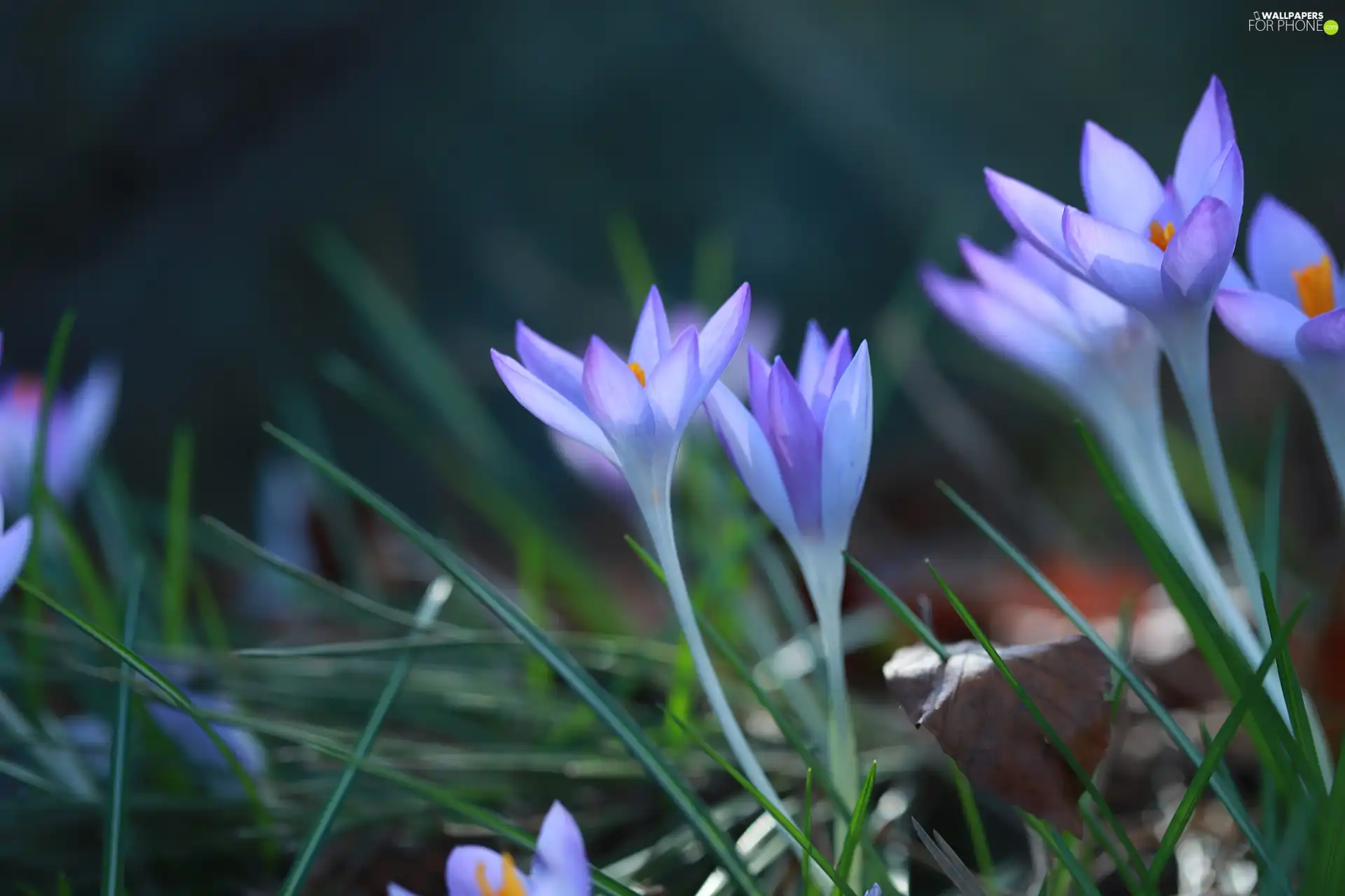 crocuses, Flowers, purple, developed