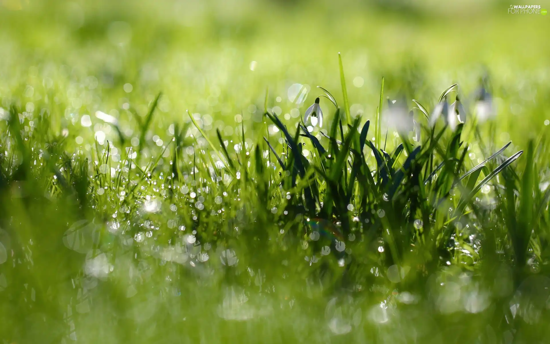 snowdrops, drops, dew, grass