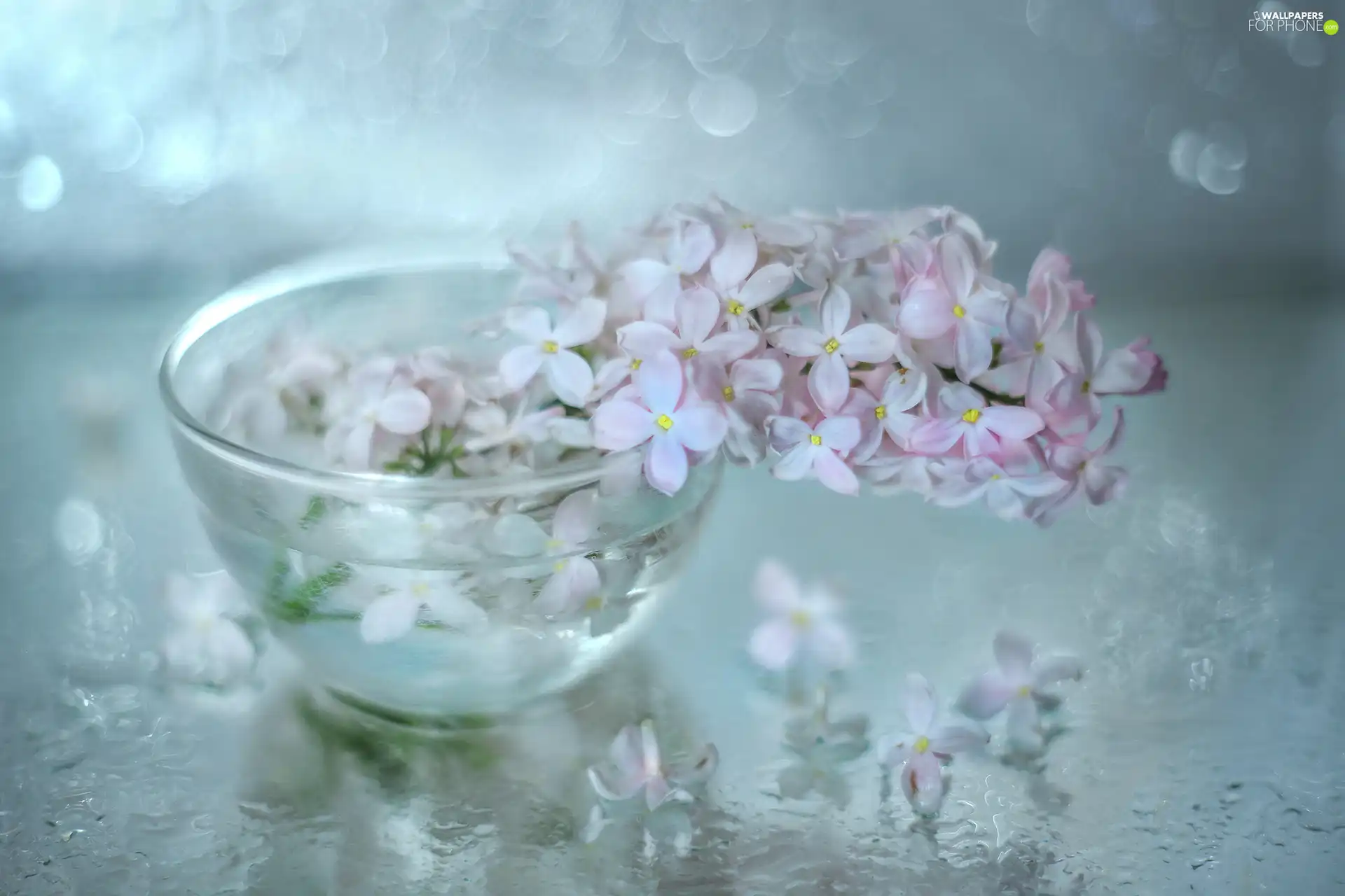glass, dish, without, Flowers, Pink