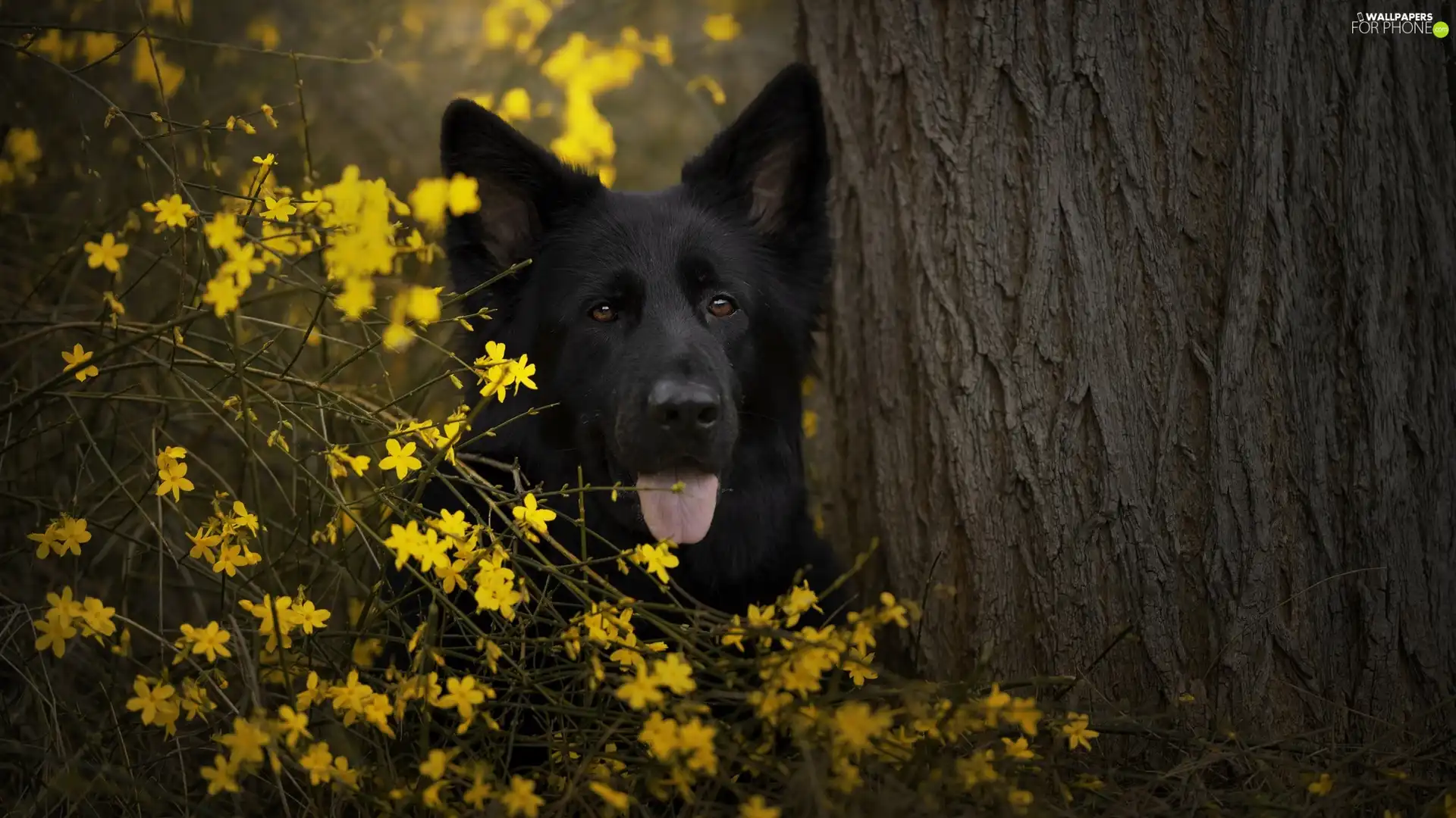 trees, Flowers, Black German Shepherd Dog, muzzle, dog