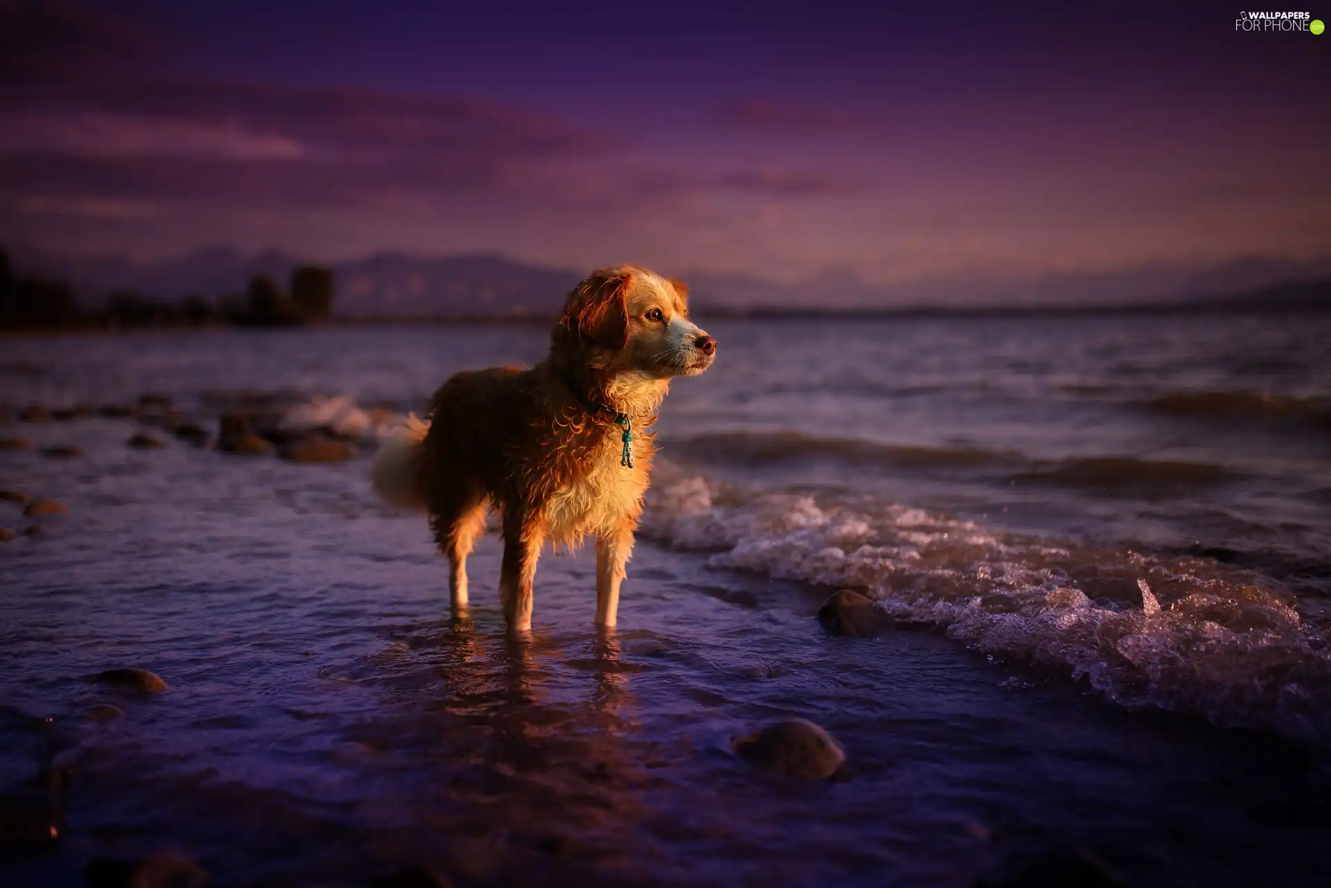 sea, dog