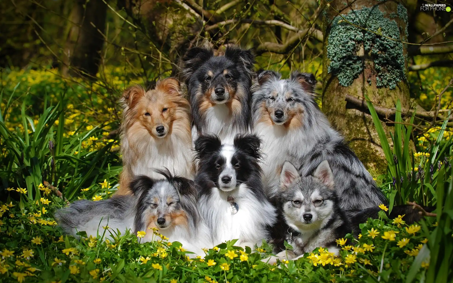 Shetland Sheepdogs, Flowers, dogs, mongrel, six