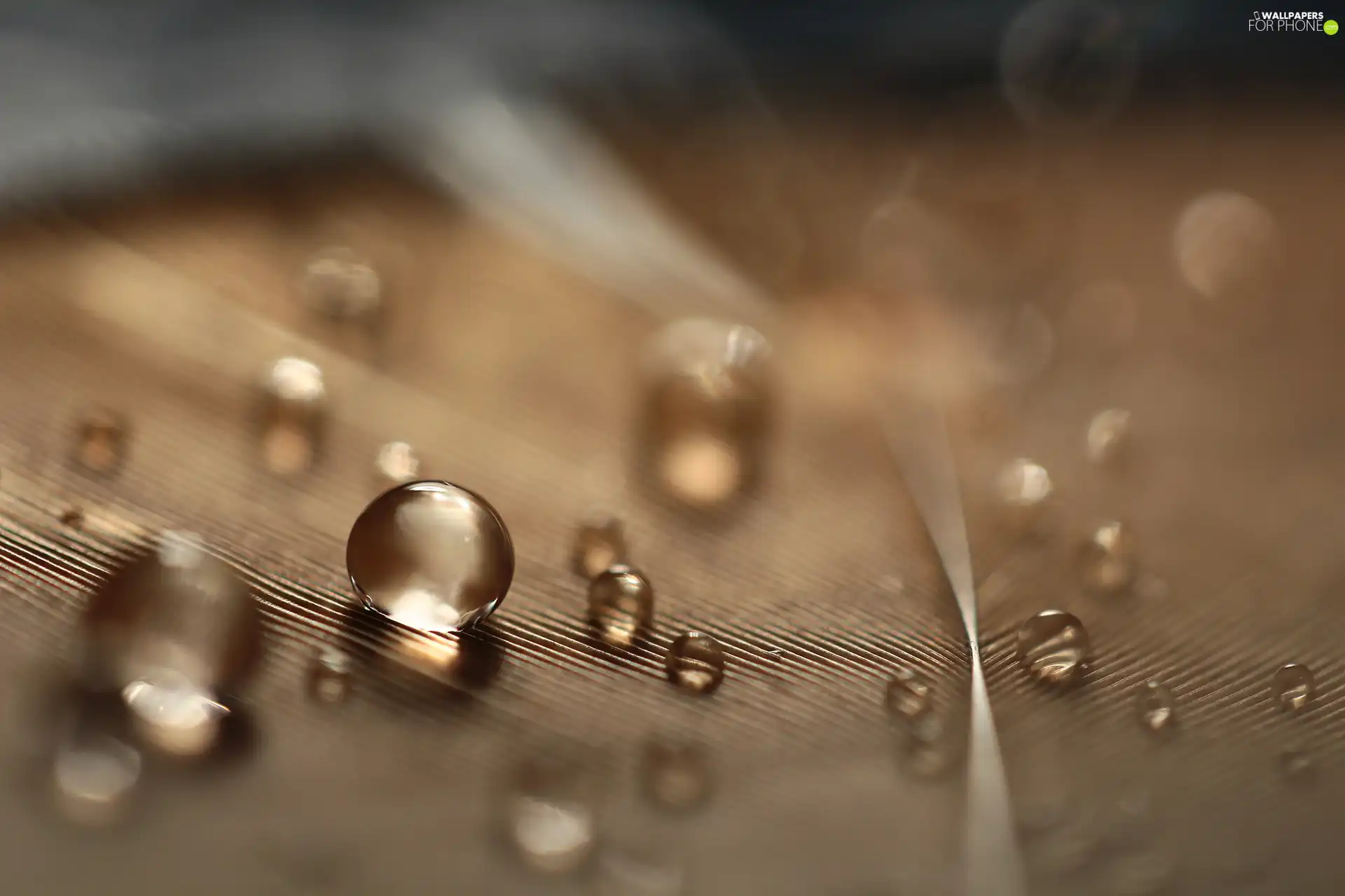 drops, feather, Close, droplets