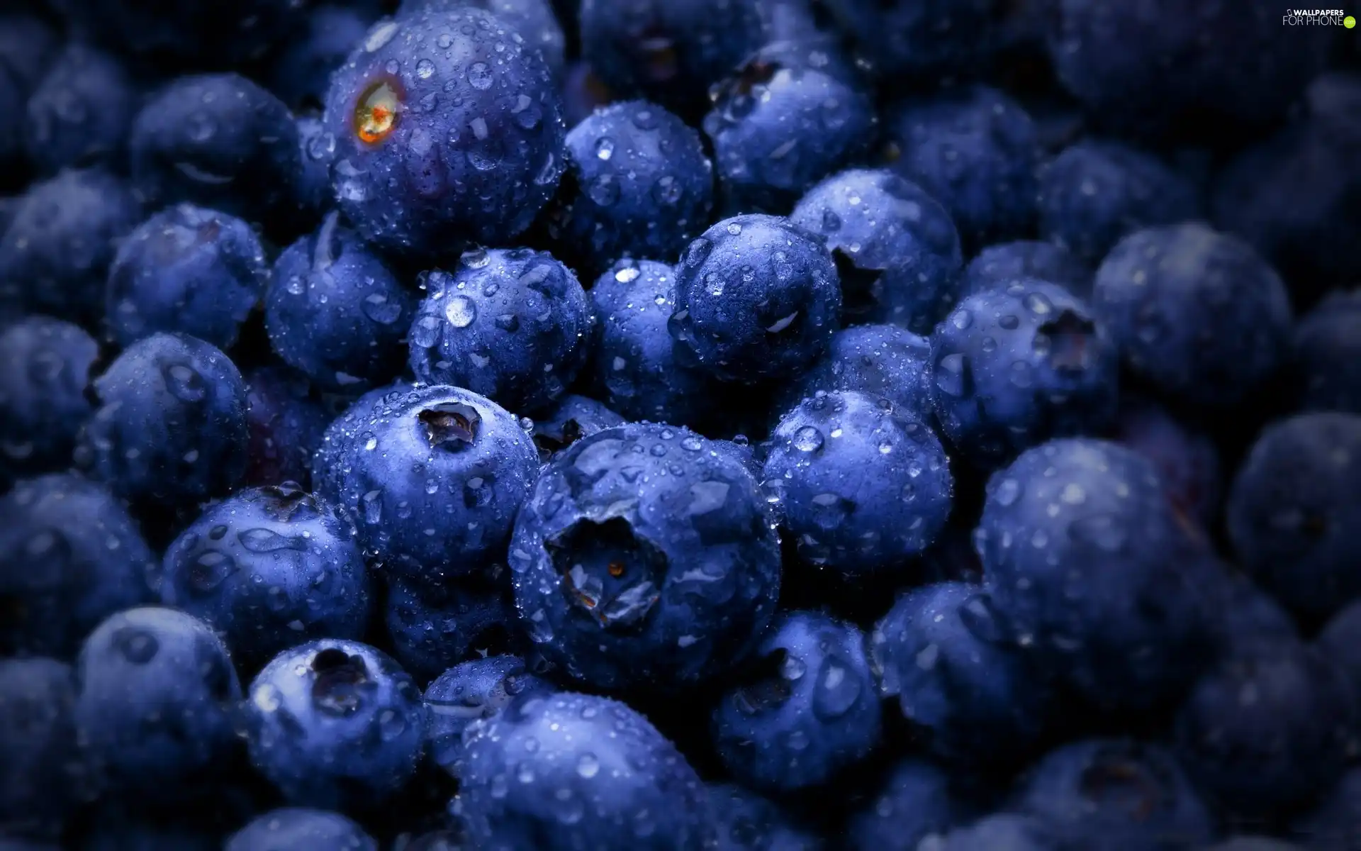 drops, water, bilberry, American, blueberries
