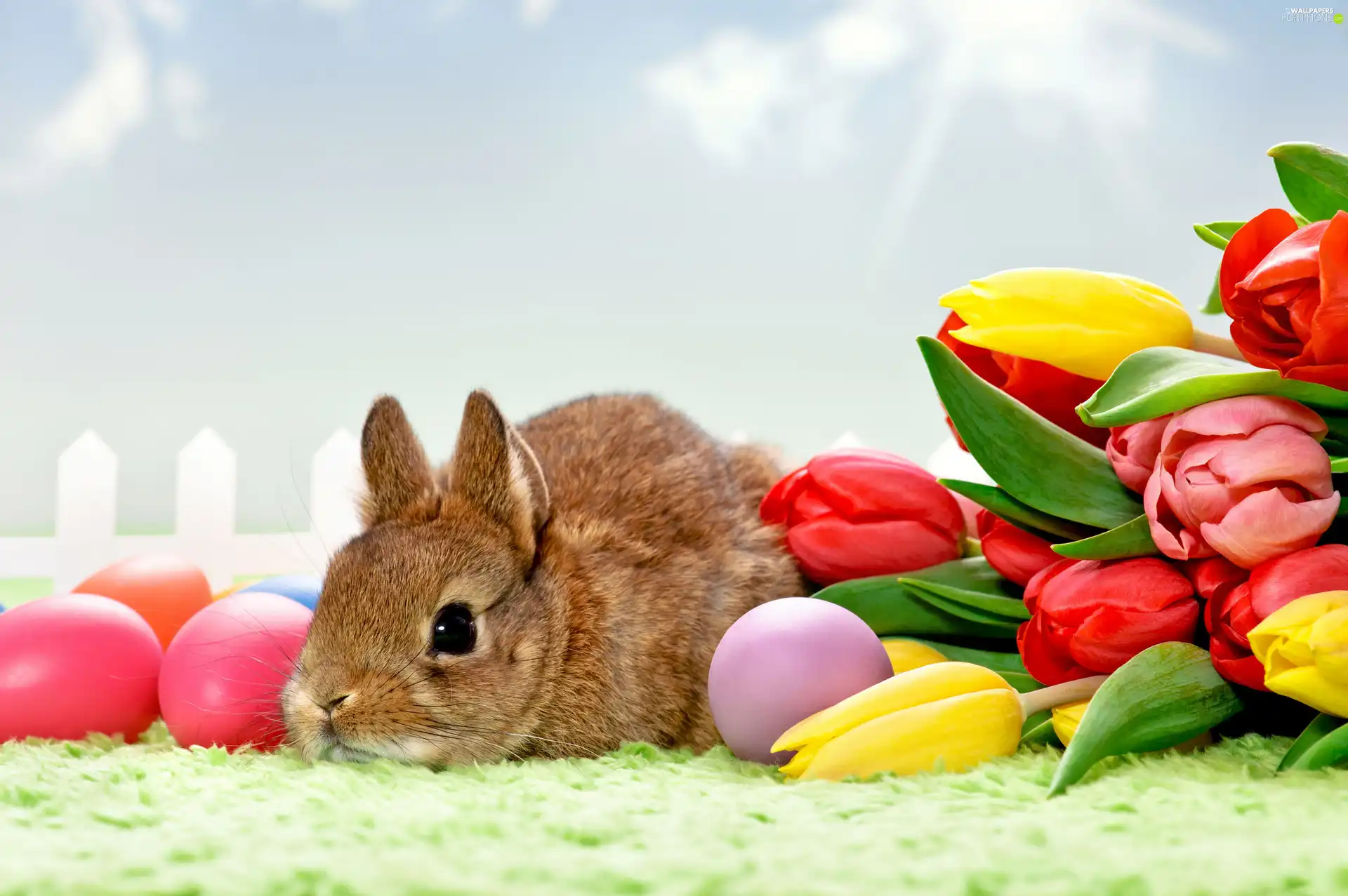 Rabbit, eggs, Easter, Tulips