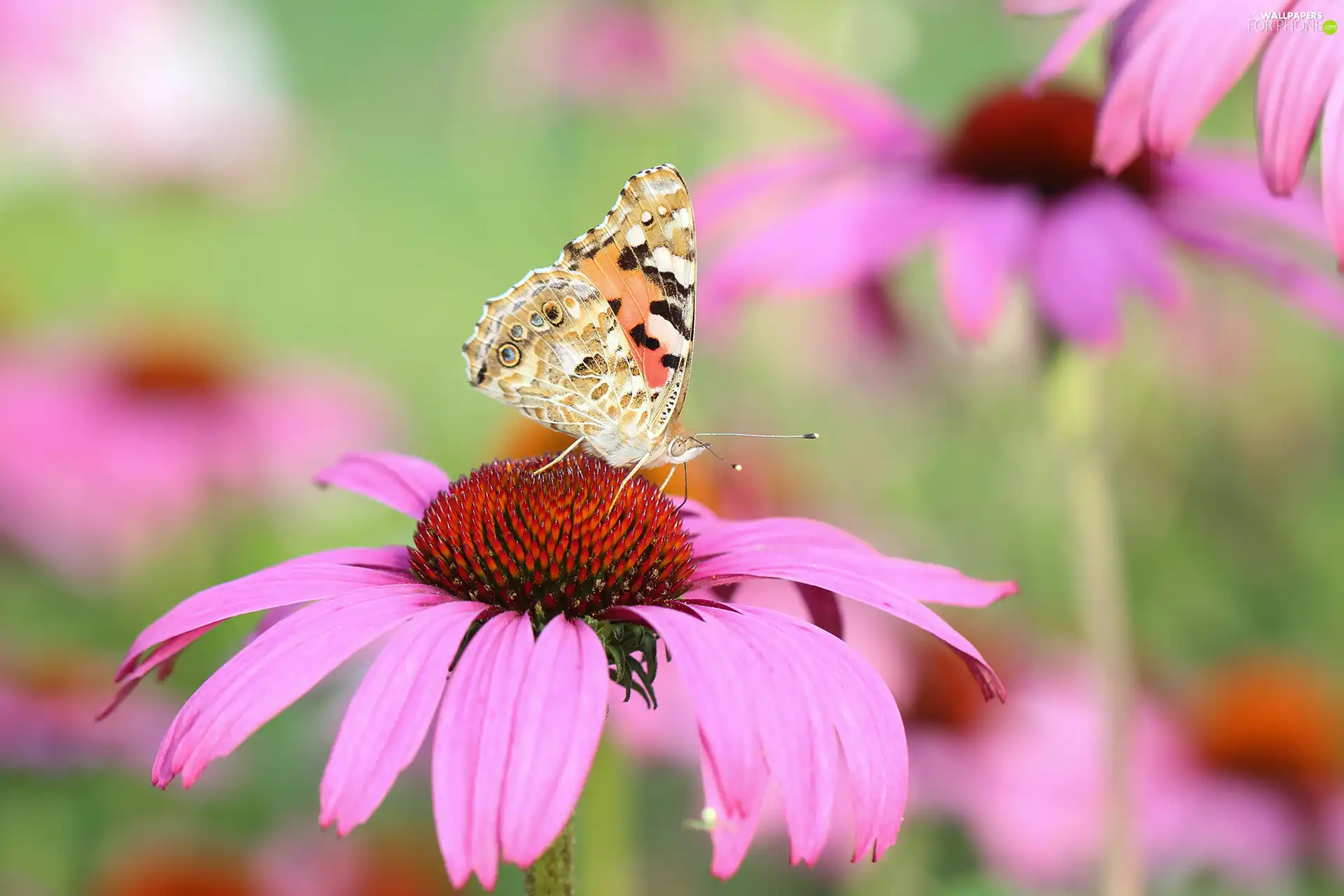 butterfly, Colourfull Flowers, echinacea, Painted Lady