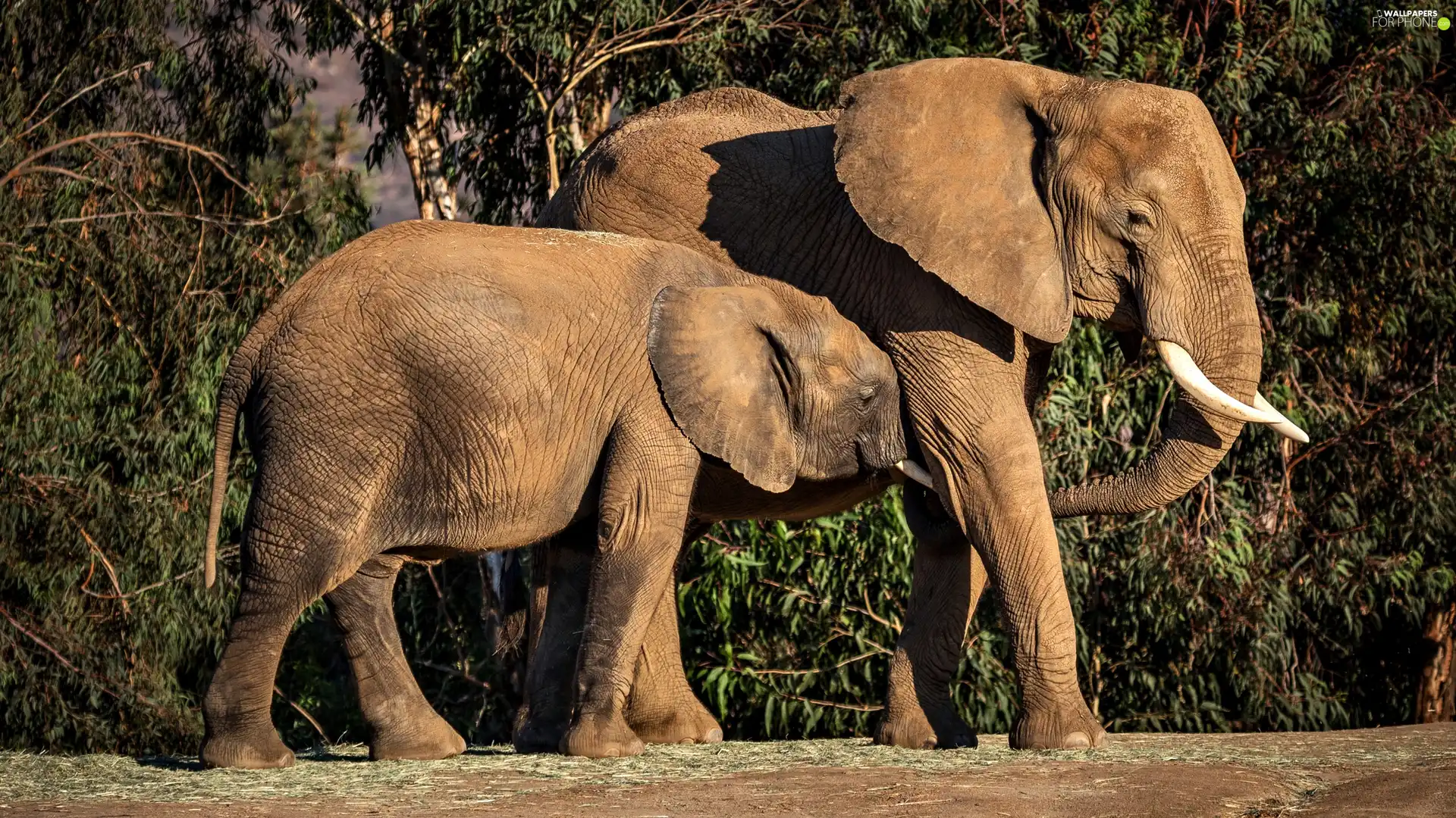 baby elephant, Two cars, Elephants