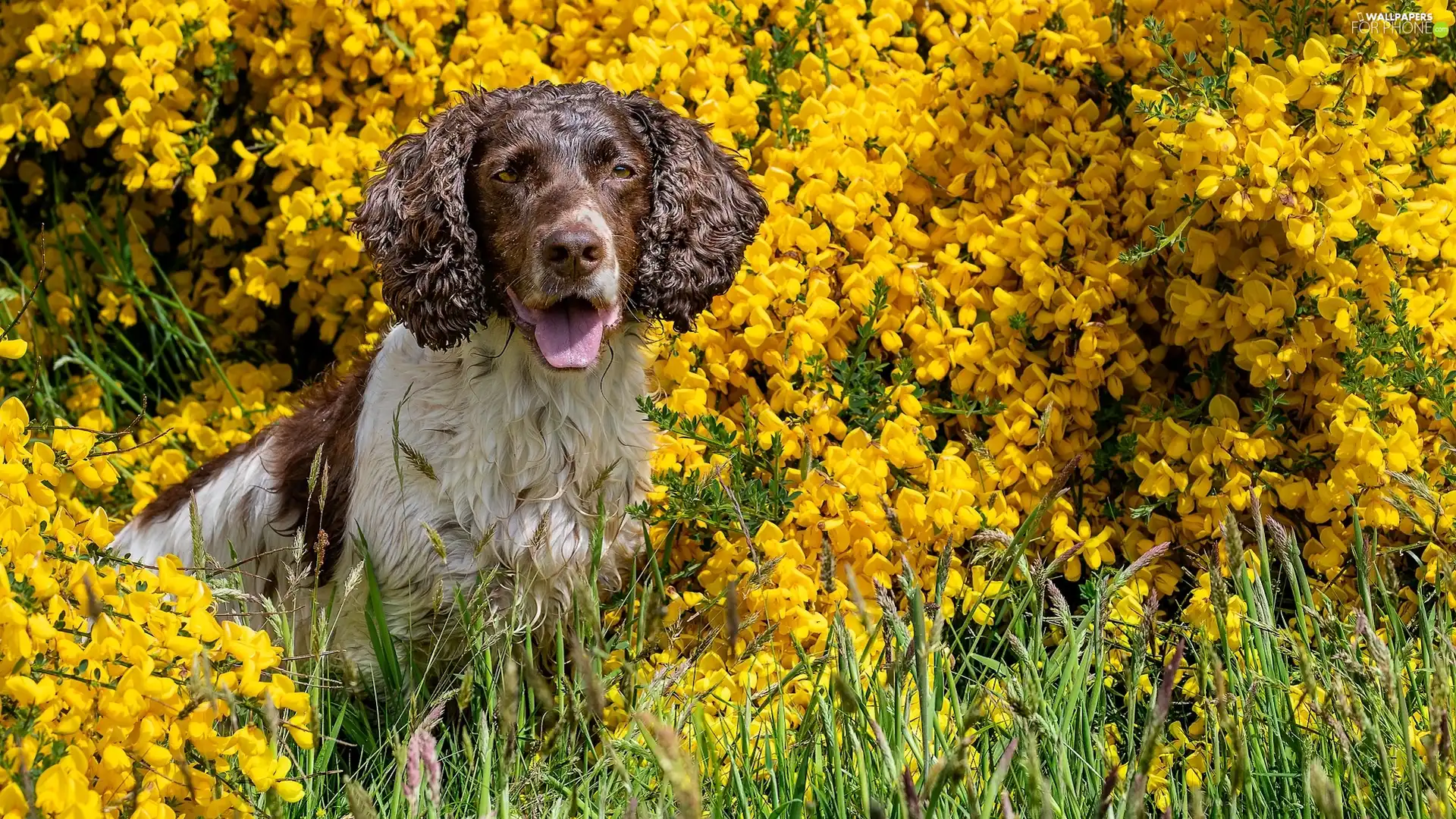 dog, Yellow, Flowers, English Springer Spaniel