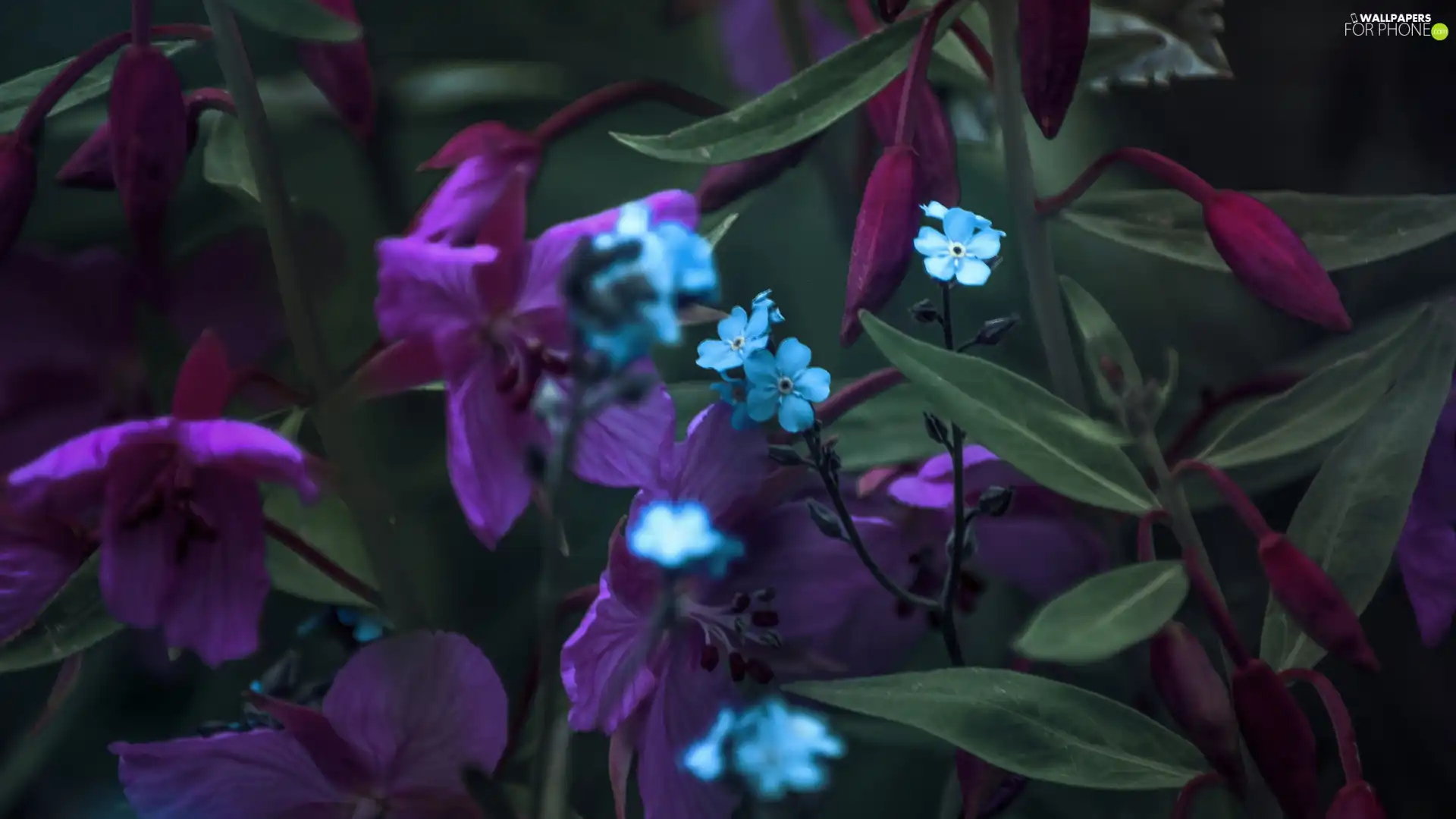 Blue-eyed-Mary, Blue, Flowers