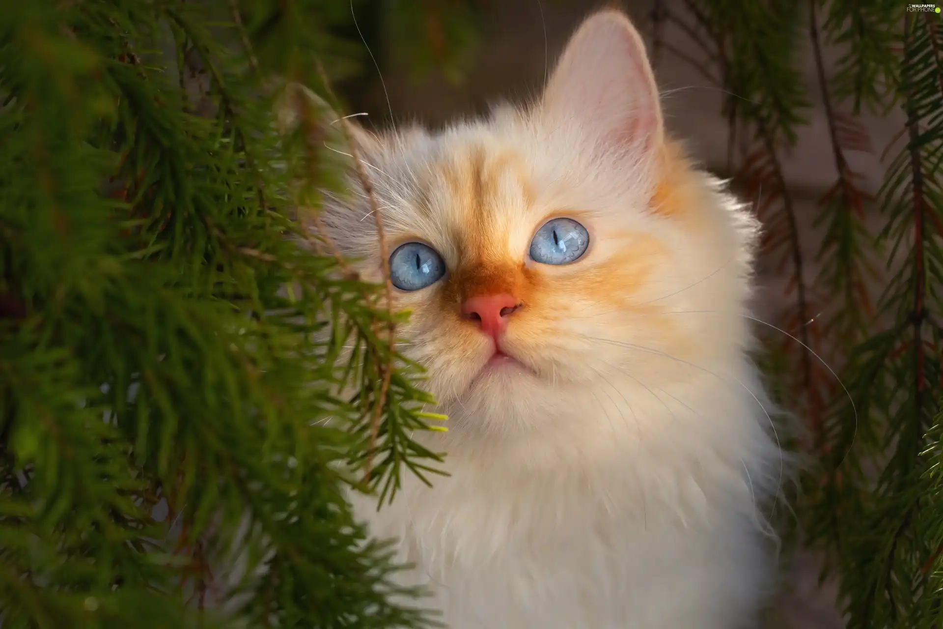 Blue, Eyes, cat, blue, White