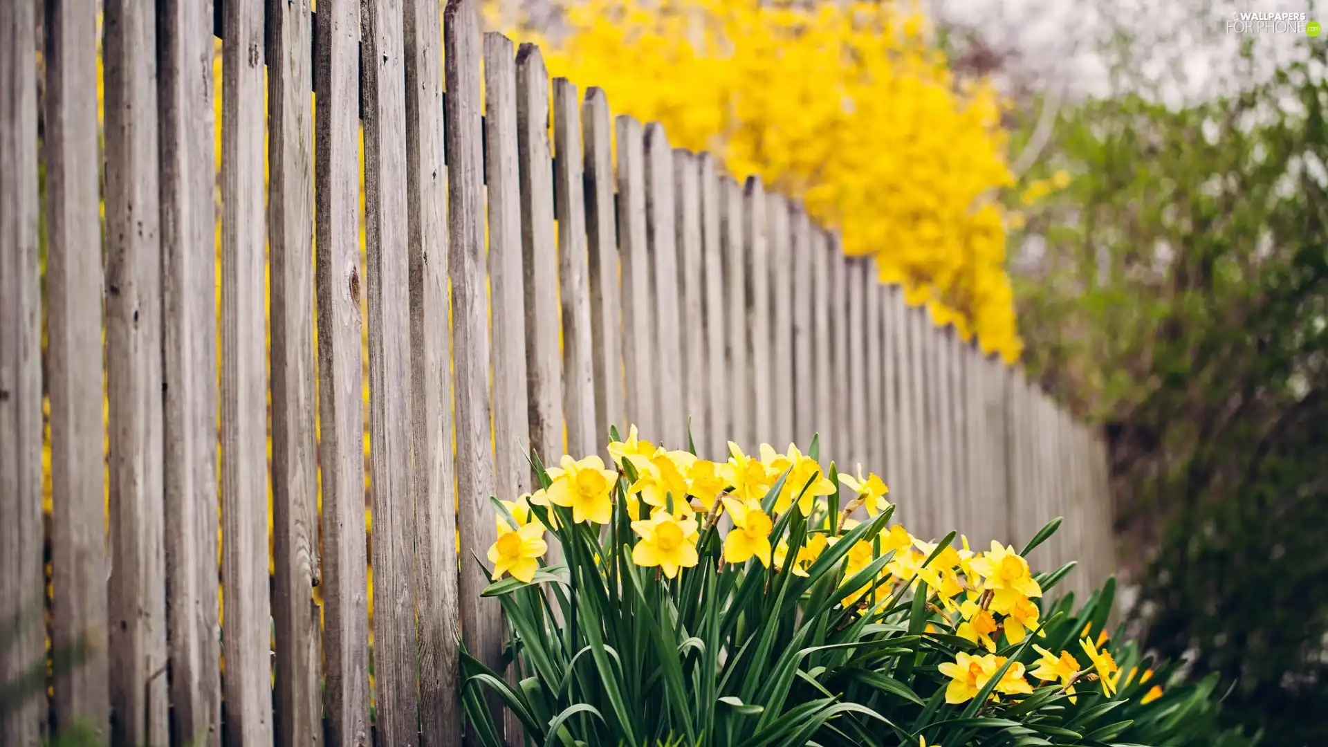 Fance, Flowers, Daffodils