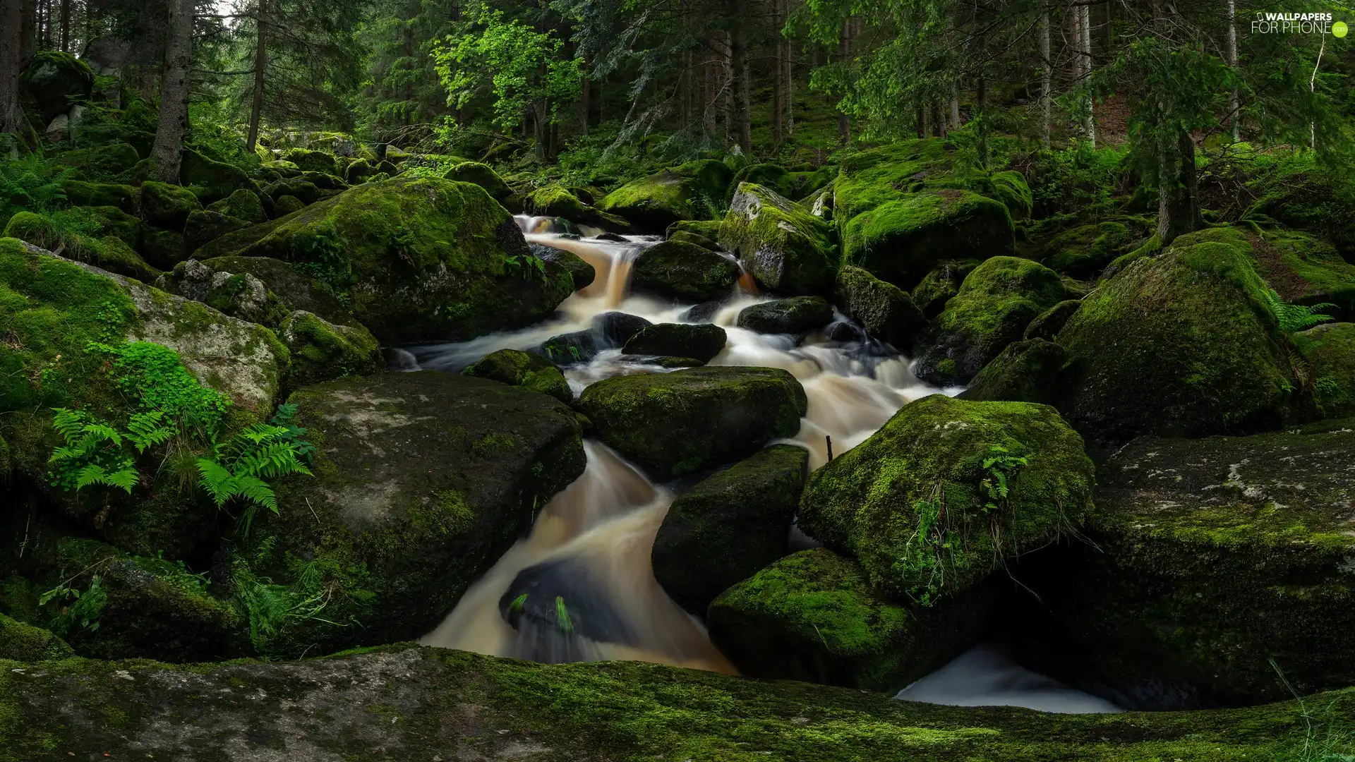 River, fern, mossy, Stones, forest