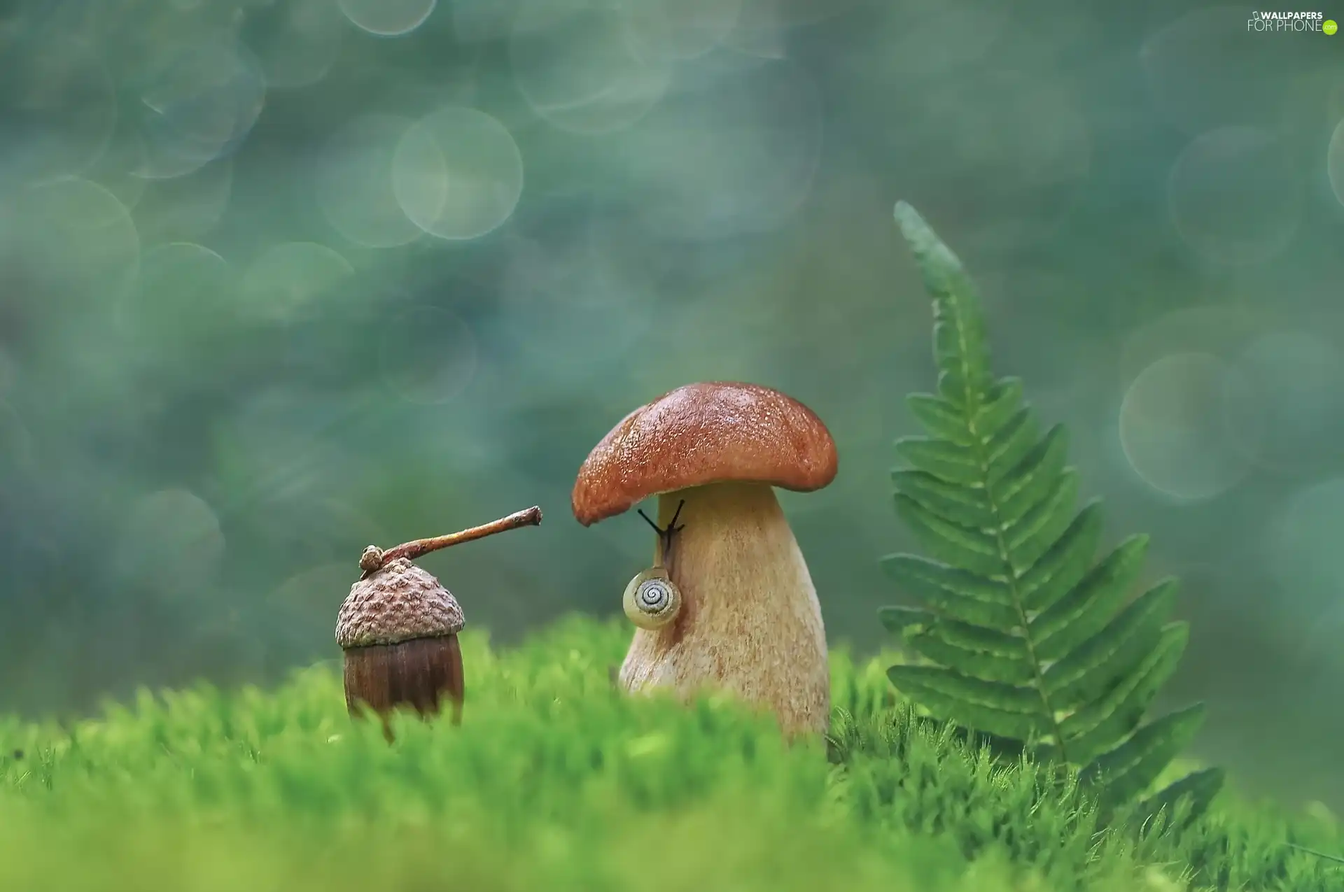 grass, Real mushroom, leaf, snail, Mushrooms, acorn, fern