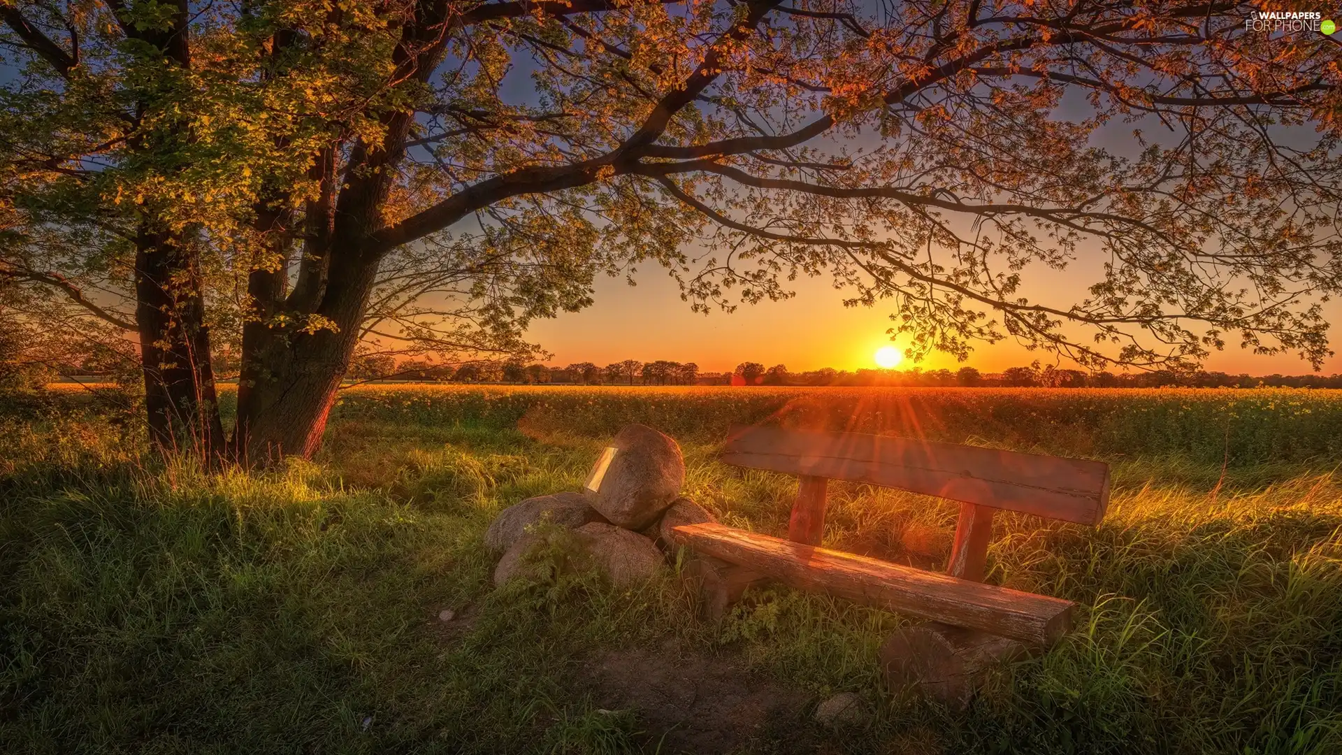 viewes, Bench, Stones, Field, Sunrise, trees