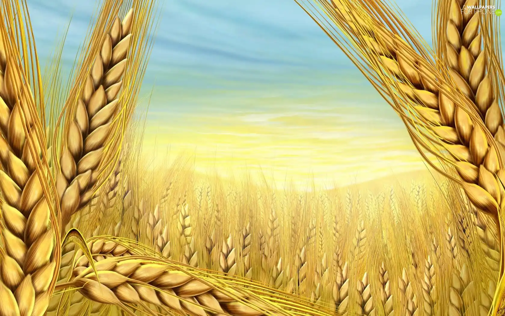 wheat, cereals, Field, Ears
