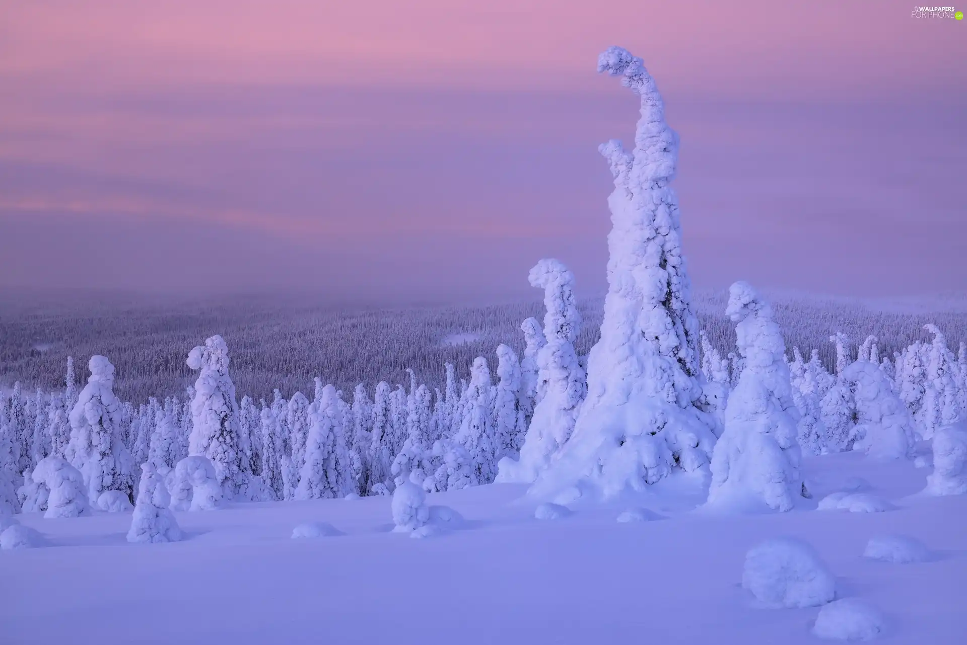 trees, winter, Plants, Finland, viewes, snow