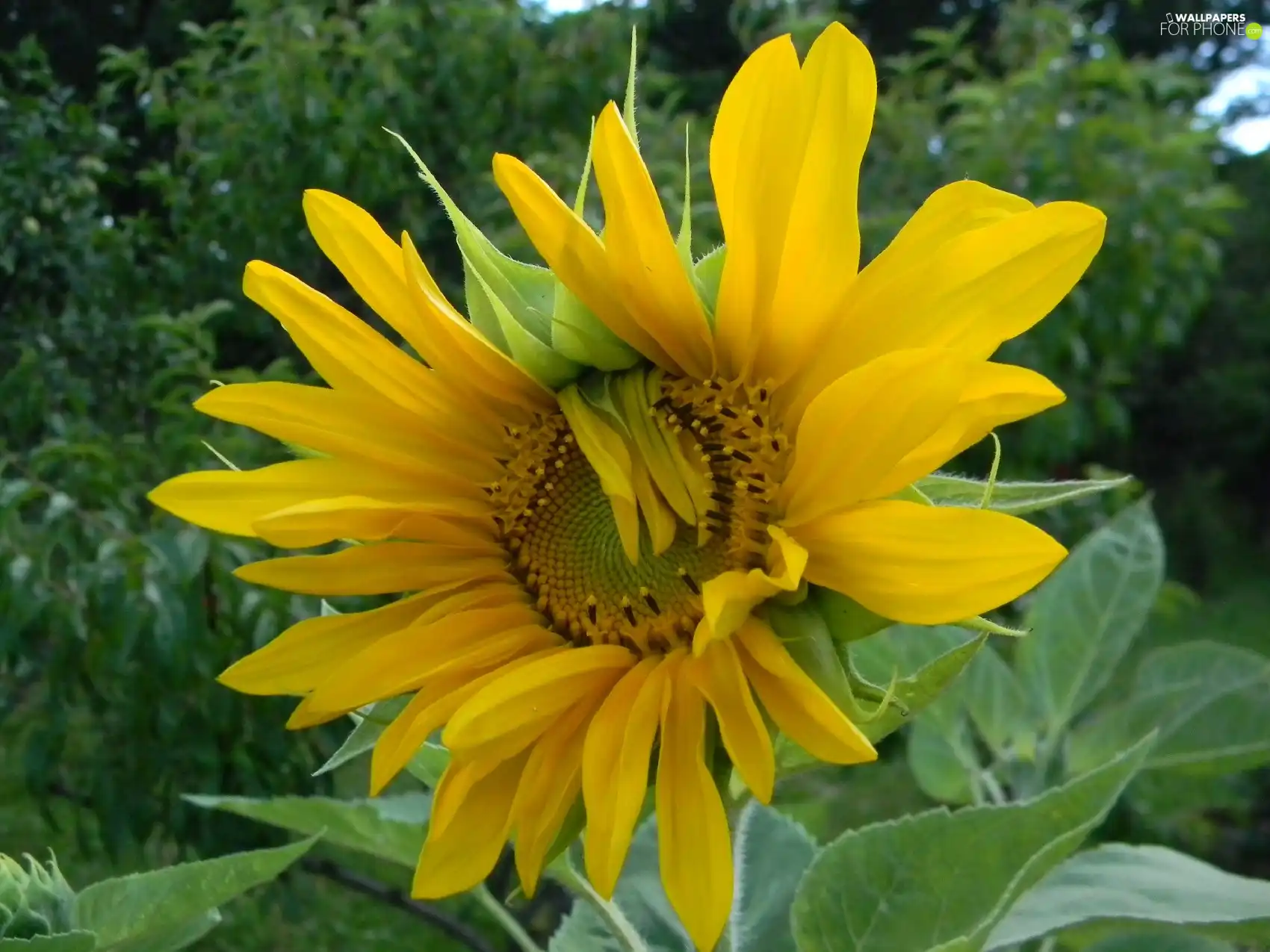 flakes, Sunflower, Yellow