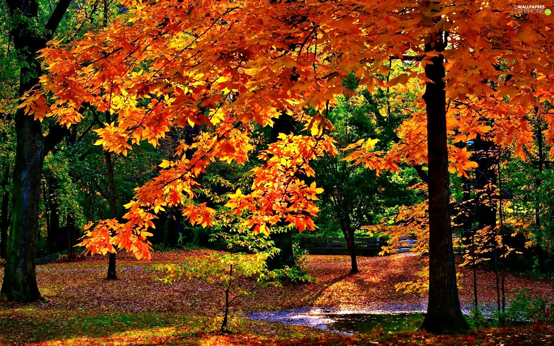 sun, forest, luminosity, ligh, autumn, flash, shadow