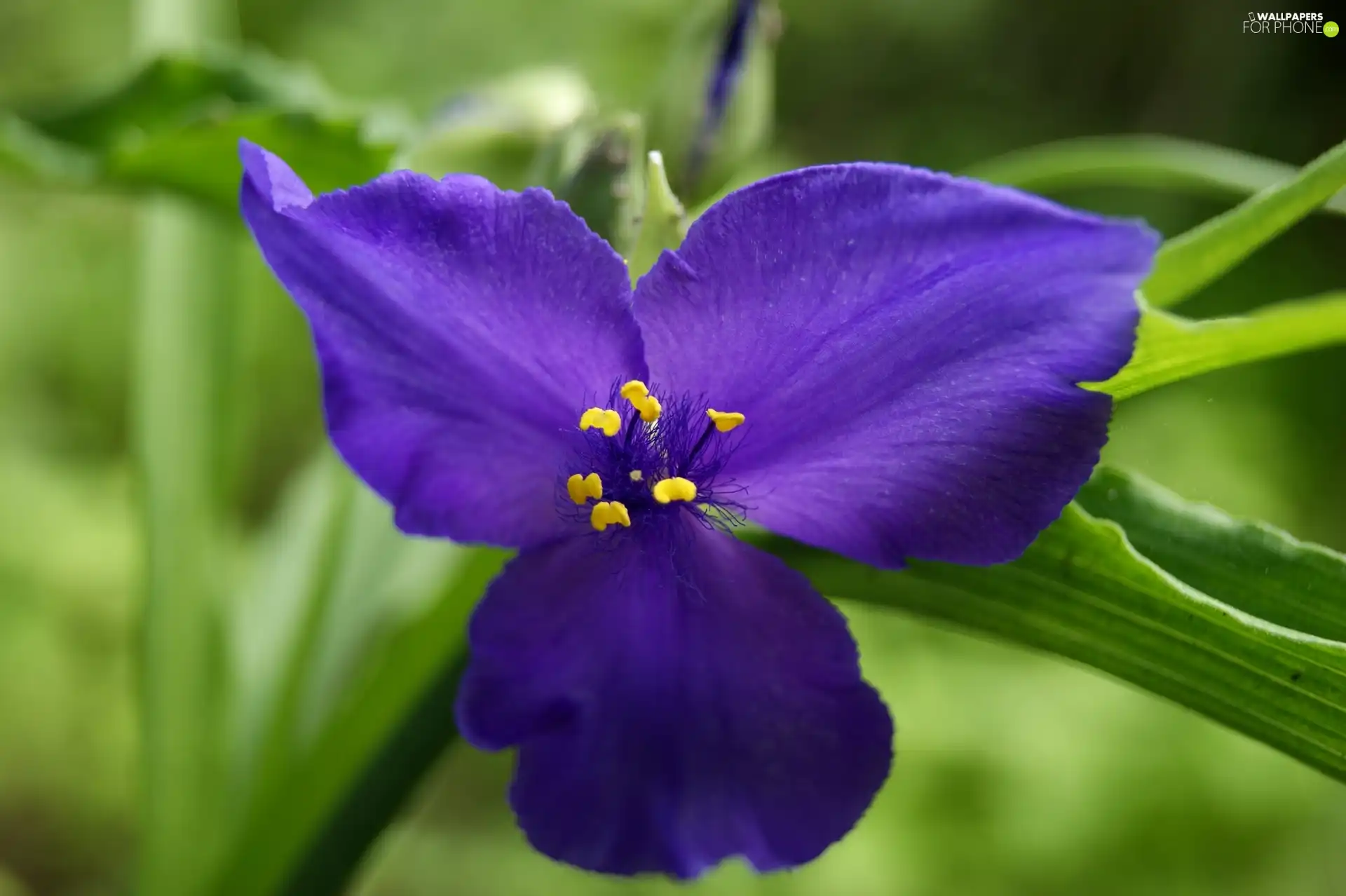 blue, Flower